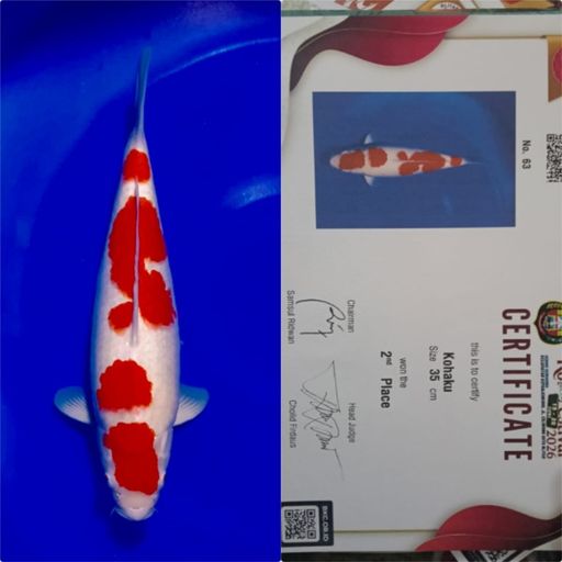 Lelang Koi Online, Jual Beli Ikan Koi, Pusat Jual Beli Koi, Info Lelang Koi Hari Ini, Platform Jual Beli Koi, Jual Beli Ikan Koi Online, Marketplace Ikan Koi, Jual Koi Terbaik, Tempat Beli Koi Berkualitas, Pasar Ikan Koi Online Terpercaya, Penjual Ikan Koi Terpercaya, Beli Koi Hias Online, Ikan Koi untuk Dijual, Koi Kualitas Terbaik, Toko Online Ikan Koi, Koi Hias Untuk Dijual, Jual Beli Ikan Koi Lokal, Koi Indonesia Online, Pusat Jual Beli Koi Terbesar