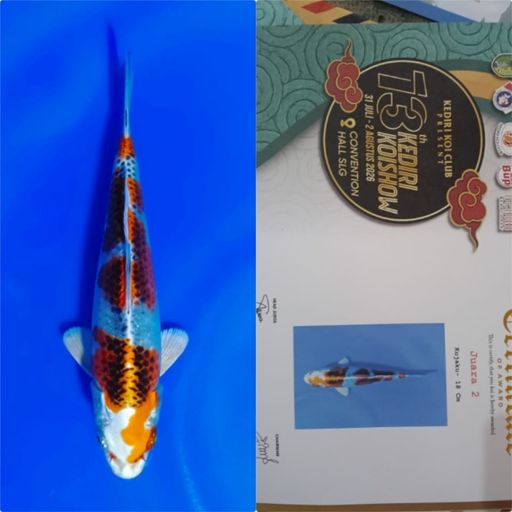 Lelang Koi Online, Jual Beli Ikan Koi, Pusat Jual Beli Koi, Info Lelang Koi Hari Ini, Platform Jual Beli Koi, Jual Beli Ikan Koi Online, Marketplace Ikan Koi, Jual Koi Terbaik, Tempat Beli Koi Berkualitas, Pasar Ikan Koi Online Terpercaya, Penjual Ikan Koi Terpercaya, Beli Koi Hias Online, Ikan Koi untuk Dijual, Koi Kualitas Terbaik, Toko Online Ikan Koi, Koi Hias Untuk Dijual, Jual Beli Ikan Koi Lokal, Koi Indonesia Online, Pusat Jual Beli Koi Terbesar