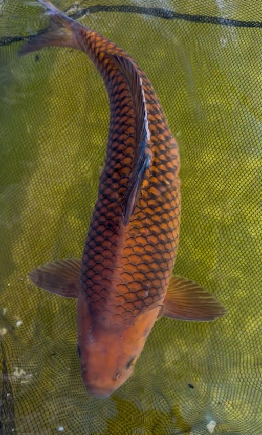 Lelang Koi Online, Jual Beli Ikan Koi, Pusat Jual Beli Koi, Info Lelang Koi Hari Ini, Platform Jual Beli Koi, Jual Beli Ikan Koi Online, Marketplace Ikan Koi, Jual Koi Terbaik, Tempat Beli Koi Berkualitas, Pasar Ikan Koi Online Terpercaya, Penjual Ikan Koi Terpercaya, Beli Koi Hias Online, Ikan Koi untuk Dijual, Koi Kualitas Terbaik, Toko Online Ikan Koi, Koi Hias Untuk Dijual, Jual Beli Ikan Koi Lokal, Koi Indonesia Online, Pusat Jual Beli Koi Terbesar