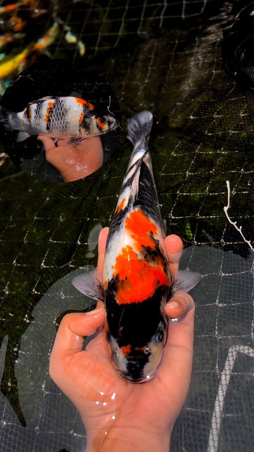 Lelang Koi Online, Jual Beli Ikan Koi, Pusat Jual Beli Koi, Info Lelang Koi Hari Ini, Platform Jual Beli Koi, Jual Beli Ikan Koi Online, Marketplace Ikan Koi, Jual Koi Terbaik, Tempat Beli Koi Berkualitas, Pasar Ikan Koi Online Terpercaya, Penjual Ikan Koi Terpercaya, Beli Koi Hias Online, Ikan Koi untuk Dijual, Koi Kualitas Terbaik, Toko Online Ikan Koi, Koi Hias Untuk Dijual, Jual Beli Ikan Koi Lokal, Koi Indonesia Online, Pusat Jual Beli Koi Terbesar