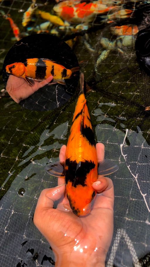 Lelang Koi Online, Jual Beli Ikan Koi, Pusat Jual Beli Koi, Info Lelang Koi Hari Ini, Platform Jual Beli Koi, Jual Beli Ikan Koi Online, Marketplace Ikan Koi, Jual Koi Terbaik, Tempat Beli Koi Berkualitas, Pasar Ikan Koi Online Terpercaya, Penjual Ikan Koi Terpercaya, Beli Koi Hias Online, Ikan Koi untuk Dijual, Koi Kualitas Terbaik, Toko Online Ikan Koi, Koi Hias Untuk Dijual, Jual Beli Ikan Koi Lokal, Koi Indonesia Online, Pusat Jual Beli Koi Terbesar