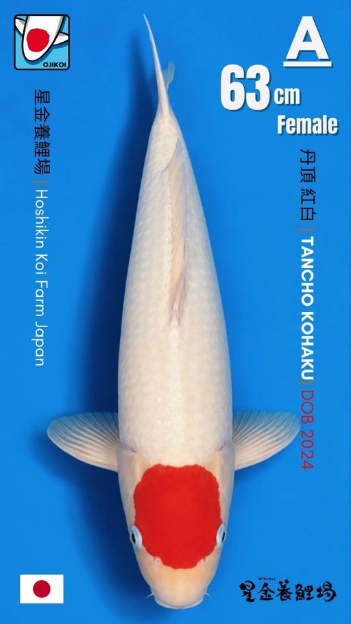 A. TANCHO KOHAKU BRE...