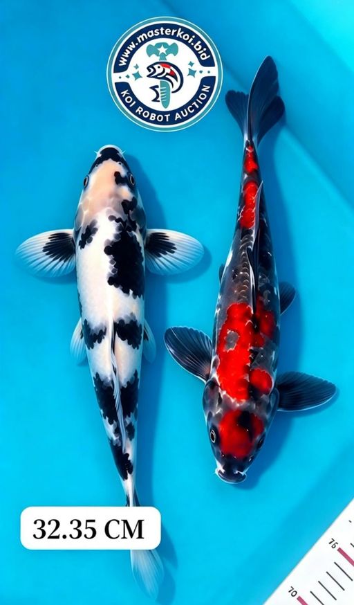 Lelang Koi Online, Jual Beli Ikan Koi, Pusat Jual Beli Koi, Info Lelang Koi Hari Ini, Platform Jual Beli Koi, Jual Beli Ikan Koi Online, Marketplace Ikan Koi, Jual Koi Terbaik, Tempat Beli Koi Berkualitas, Pasar Ikan Koi Online Terpercaya, Penjual Ikan Koi Terpercaya, Beli Koi Hias Online, Ikan Koi untuk Dijual, Koi Kualitas Terbaik, Toko Online Ikan Koi, Koi Hias Untuk Dijual, Jual Beli Ikan Koi Lokal, Koi Indonesia Online, Pusat Jual Beli Koi Terbesar