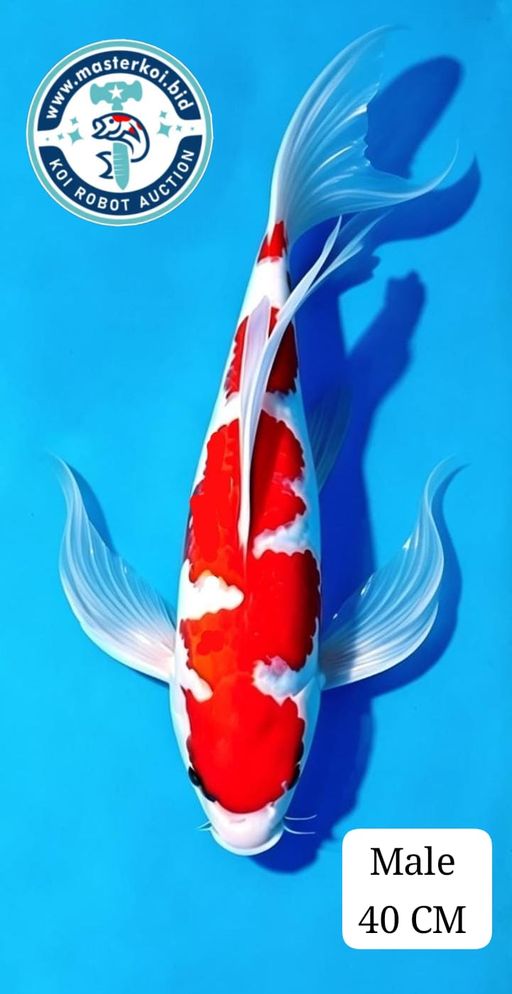 Lelang Koi Online, Jual Beli Ikan Koi, Pusat Jual Beli Koi, Info Lelang Koi Hari Ini, Platform Jual Beli Koi, Jual Beli Ikan Koi Online, Marketplace Ikan Koi, Jual Koi Terbaik, Tempat Beli Koi Berkualitas, Pasar Ikan Koi Online Terpercaya, Penjual Ikan Koi Terpercaya, Beli Koi Hias Online, Ikan Koi untuk Dijual, Koi Kualitas Terbaik, Toko Online Ikan Koi, Koi Hias Untuk Dijual, Jual Beli Ikan Koi Lokal, Koi Indonesia Online, Pusat Jual Beli Koi Terbesar