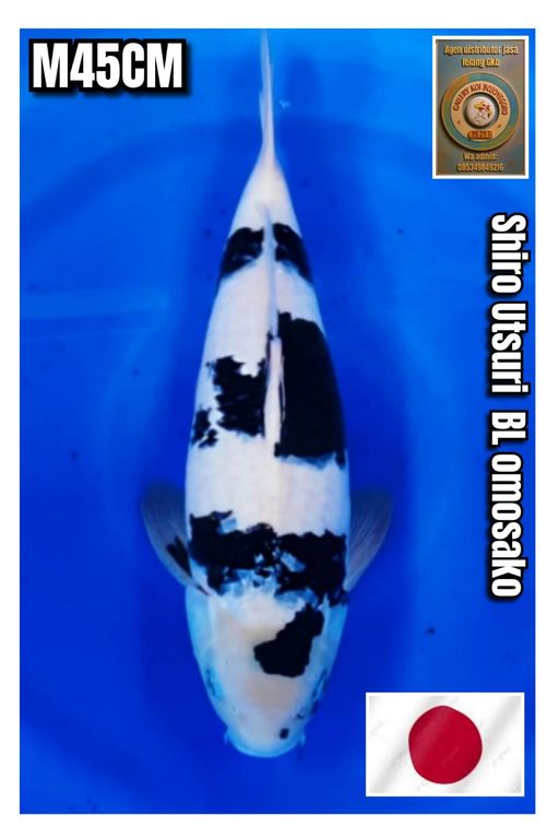 Lelang Koi Online, Jual Beli Ikan Koi, Pusat Jual Beli Koi, Info Lelang Koi Hari Ini, Platform Jual Beli Koi, Jual Beli Ikan Koi Online, Marketplace Ikan Koi, Jual Koi Terbaik, Tempat Beli Koi Berkualitas, Pasar Ikan Koi Online Terpercaya, Penjual Ikan Koi Terpercaya, Beli Koi Hias Online, Ikan Koi untuk Dijual, Koi Kualitas Terbaik, Toko Online Ikan Koi, Koi Hias Untuk Dijual, Jual Beli Ikan Koi Lokal, Koi Indonesia Online, Pusat Jual Beli Koi Terbesar