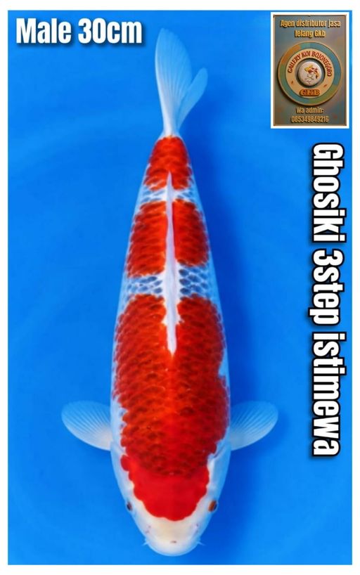 Lelang Koi Online, Jual Beli Ikan Koi, Pusat Jual Beli Koi, Info Lelang Koi Hari Ini, Platform Jual Beli Koi, Jual Beli Ikan Koi Online, Marketplace Ikan Koi, Jual Koi Terbaik, Tempat Beli Koi Berkualitas, Pasar Ikan Koi Online Terpercaya, Penjual Ikan Koi Terpercaya, Beli Koi Hias Online, Ikan Koi untuk Dijual, Koi Kualitas Terbaik, Toko Online Ikan Koi, Koi Hias Untuk Dijual, Jual Beli Ikan Koi Lokal, Koi Indonesia Online, Pusat Jual Beli Koi Terbesar