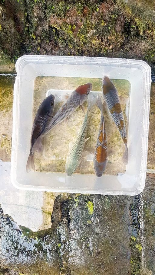 Lelang Koi Online, Jual Beli Ikan Koi, Pusat Jual Beli Koi, Info Lelang Koi Hari Ini, Platform Jual Beli Koi, Jual Beli Ikan Koi Online, Marketplace Ikan Koi, Jual Koi Terbaik, Tempat Beli Koi Berkualitas, Pasar Ikan Koi Online Terpercaya, Penjual Ikan Koi Terpercaya, Beli Koi Hias Online, Ikan Koi untuk Dijual, Koi Kualitas Terbaik, Toko Online Ikan Koi, Koi Hias Untuk Dijual, Jual Beli Ikan Koi Lokal, Koi Indonesia Online, Pusat Jual Beli Koi Terbesar