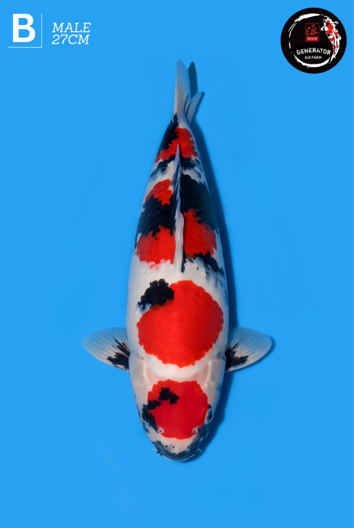 Lelang Koi Online, Jual Beli Ikan Koi, Pusat Jual Beli Koi, Info Lelang Koi Hari Ini, Platform Jual Beli Koi, Jual Beli Ikan Koi Online, Marketplace Ikan Koi, Jual Koi Terbaik, Tempat Beli Koi Berkualitas, Pasar Ikan Koi Online Terpercaya, Penjual Ikan Koi Terpercaya, Beli Koi Hias Online, Ikan Koi untuk Dijual, Koi Kualitas Terbaik, Toko Online Ikan Koi, Koi Hias Untuk Dijual, Jual Beli Ikan Koi Lokal, Koi Indonesia Online, Pusat Jual Beli Koi Terbesar