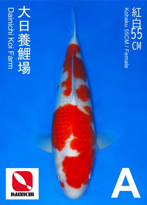 A. KOHAKU DAINICHI 5...