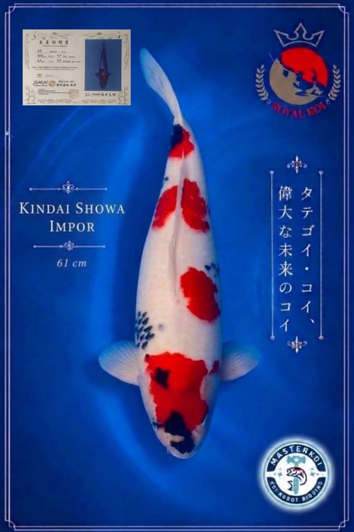 A. KINDAI SHOWA IMPO...