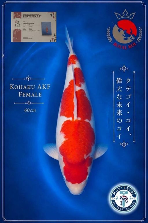 B. KOHAKU AKF SERTIF...