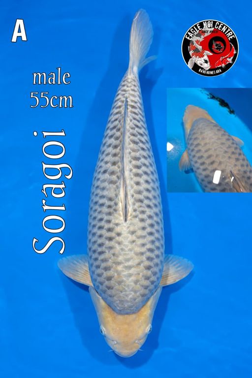 A. SORAGOI 55cm [MAL...