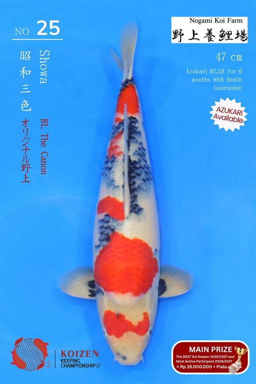 25. SHOWA NOGAMI KOI...