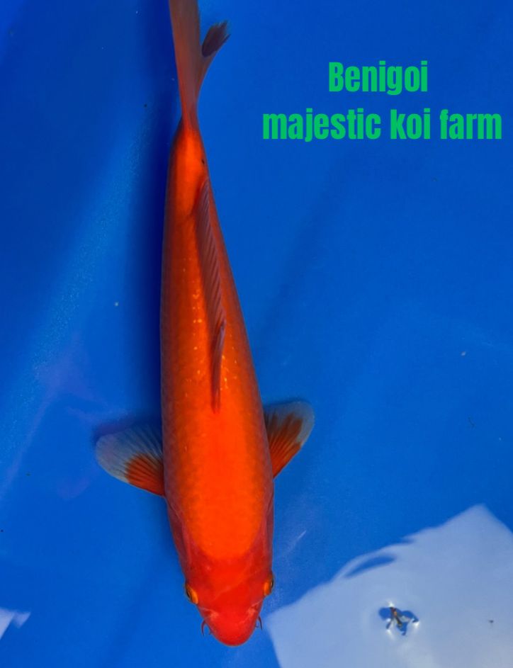 Lelang Koi Online, Jual Beli Ikan Koi, Pasar Koi Terbaik, Agen Lelang Koi, Penawaran Koi Berkualitas, Harga Jual Koi, Lelang Ikan Koi Import, Beli Koi Online, Jual Koi Murah, Koi Showroom, Penjual Koi Terpercaya, Lelang Koi Jakarta, Jual Koi Lokal, Koi Kualitas Unggul, Harga Terbaik Koi, Jual Koi Indukan, Lelang Ikan Hias Koi, Pasar Koi Indonesia, Beli Koi Berkualitas Tinggi, Koi Farm Terbesar, Jual Beli Koi Impor, Lelang Ikan Koi Kualitas Premium, Daftar Harga Koi Terbaru, Pusat Jual Beli Koi, Info Lelang Koi Hari Ini.