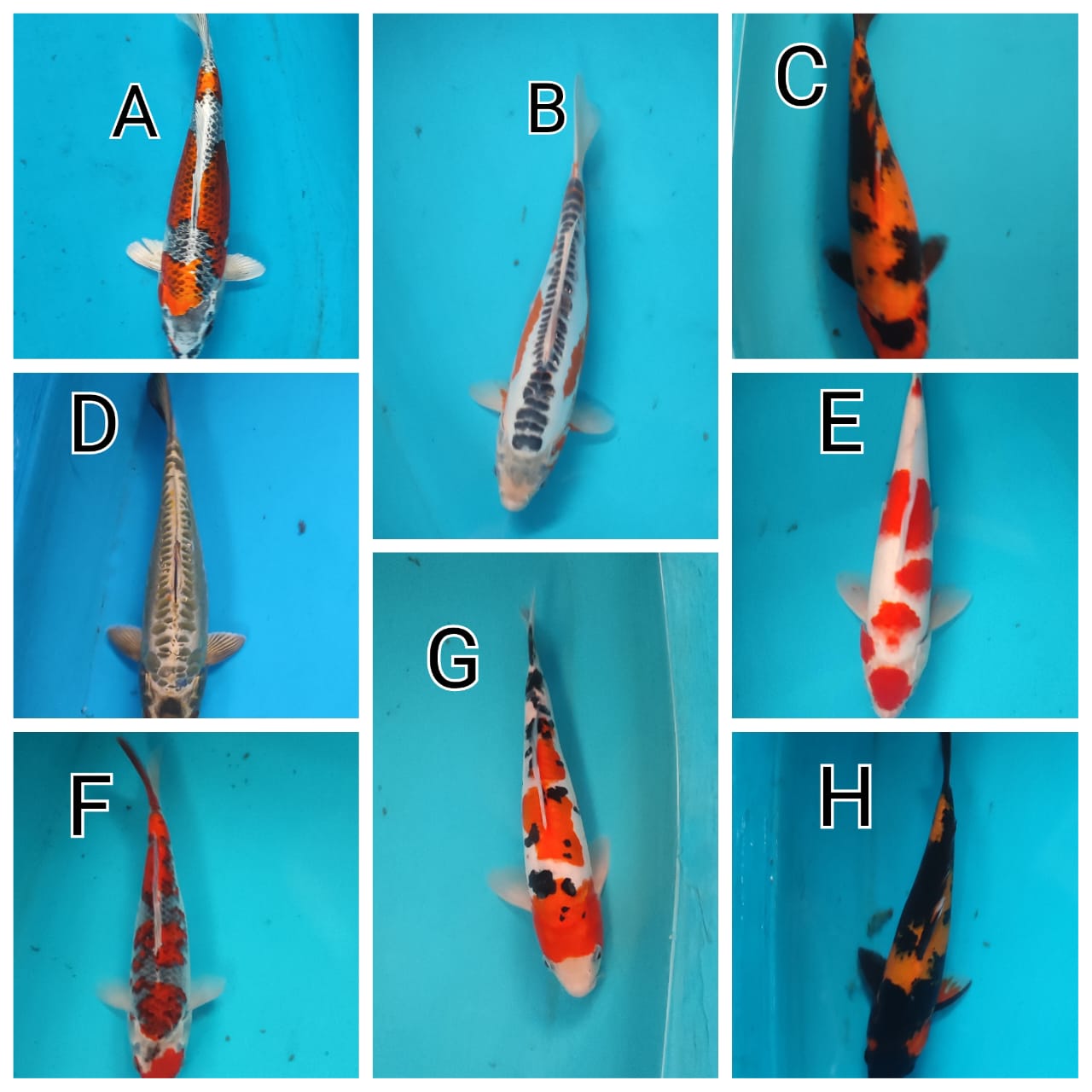 Lelang Koi Online, Jual Beli Ikan Koi, Pasar Koi Terbaik, Agen Lelang Koi, Penawaran Koi Berkualitas, Harga Jual Koi, Lelang Ikan Koi Import, Beli Koi Online, Jual Koi Murah, Koi Showroom, Penjual Koi Terpercaya, Lelang Koi Jakarta, Jual Koi Lokal, Koi Kualitas Unggul, Harga Terbaik Koi, Jual Koi Indukan, Lelang Ikan Hias Koi, Pasar Koi Indonesia, Beli Koi Berkualitas Tinggi, Koi Farm Terbesar, Jual Beli Koi Impor, Lelang Ikan Koi Kualitas Premium, Daftar Harga Koi Terbaru, Pusat Jual Beli Koi, Info Lelang Koi Hari Ini.