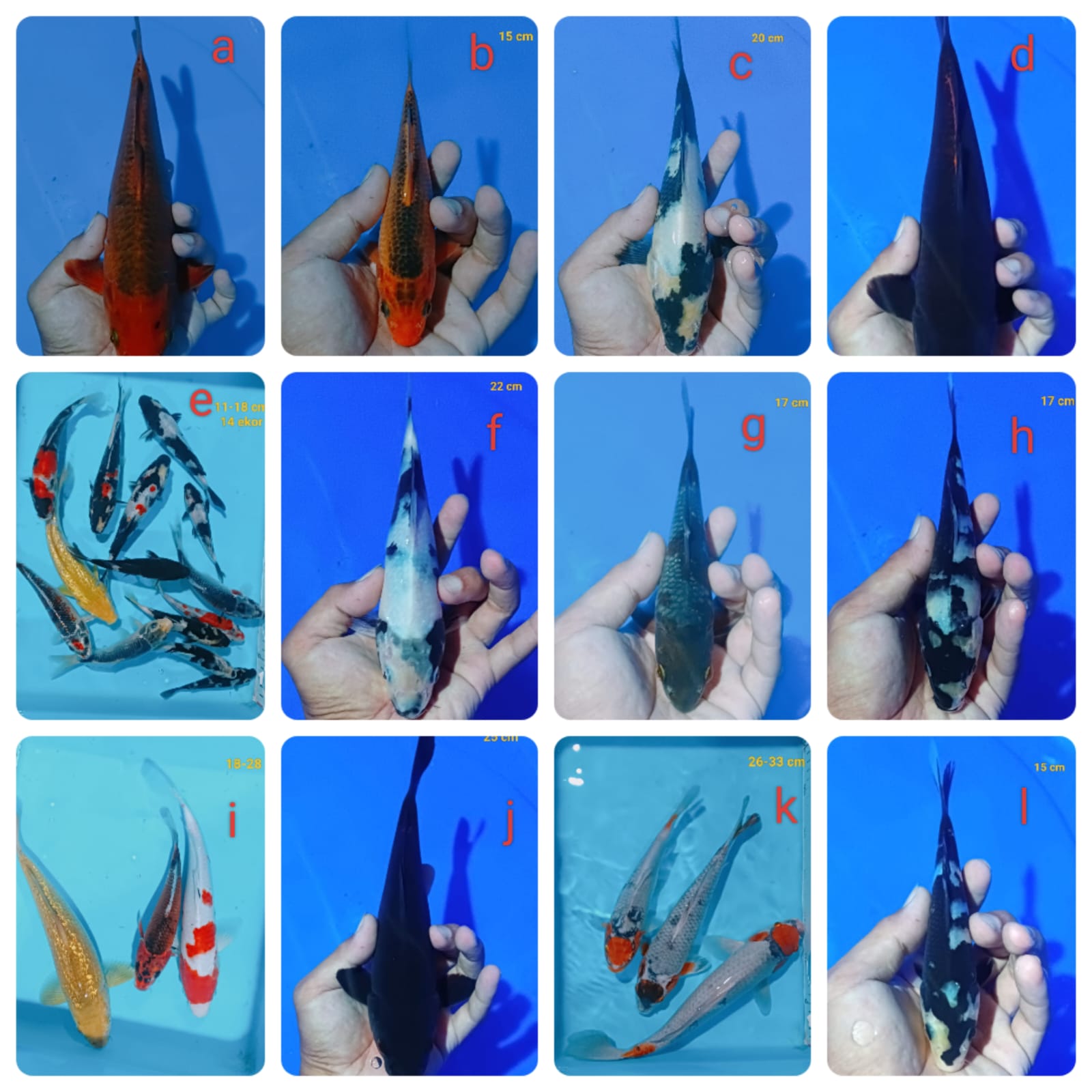 Lelang Koi Online, Jual Beli Ikan Koi, Pasar Koi Terbaik, Agen Lelang Koi, Penawaran Koi Berkualitas, Harga Jual Koi, Lelang Ikan Koi Import, Beli Koi Online, Jual Koi Murah, Koi Showroom, Penjual Koi Terpercaya, Lelang Koi Jakarta, Jual Koi Lokal, Koi Kualitas Unggul, Harga Terbaik Koi, Jual Koi Indukan, Lelang Ikan Hias Koi, Pasar Koi Indonesia, Beli Koi Berkualitas Tinggi, Koi Farm Terbesar, Jual Beli Koi Impor, Lelang Ikan Koi Kualitas Premium, Daftar Harga Koi Terbaru, Pusat Jual Beli Koi, Info Lelang Koi Hari Ini.