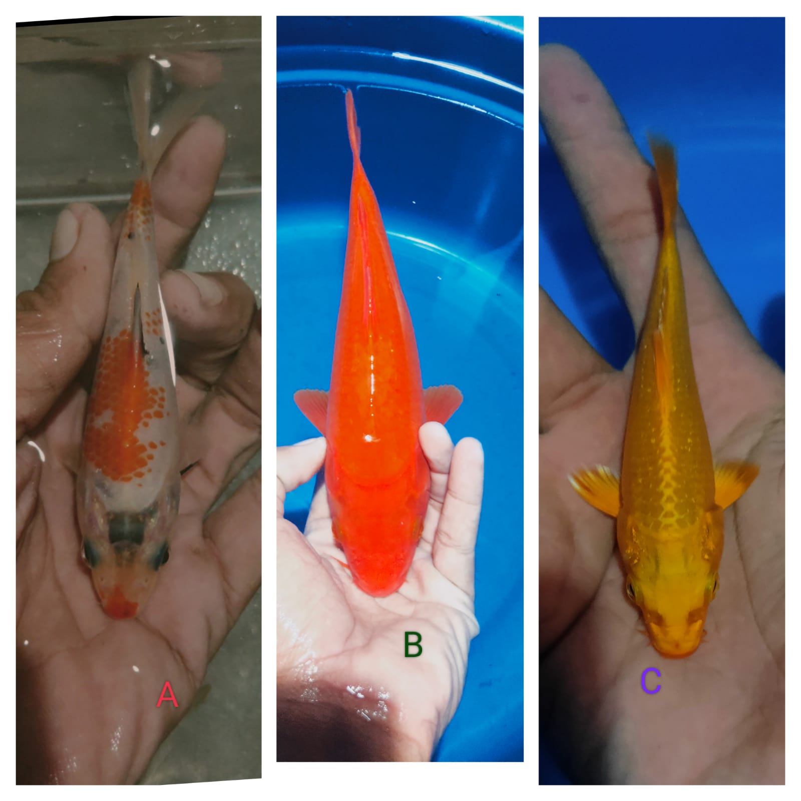 Lelang Koi Online, Jual Beli Ikan Koi, Pasar Koi Terbaik, Agen Lelang Koi, Penawaran Koi Berkualitas, Harga Jual Koi, Lelang Ikan Koi Import, Beli Koi Online, Jual Koi Murah, Koi Showroom, Penjual Koi Terpercaya, Lelang Koi Jakarta, Jual Koi Lokal, Koi Kualitas Unggul, Harga Terbaik Koi, Jual Koi Indukan, Lelang Ikan Hias Koi, Pasar Koi Indonesia, Beli Koi Berkualitas Tinggi, Koi Farm Terbesar, Jual Beli Koi Impor, Lelang Ikan Koi Kualitas Premium, Daftar Harga Koi Terbaru, Pusat Jual Beli Koi, Info Lelang Koi Hari Ini.