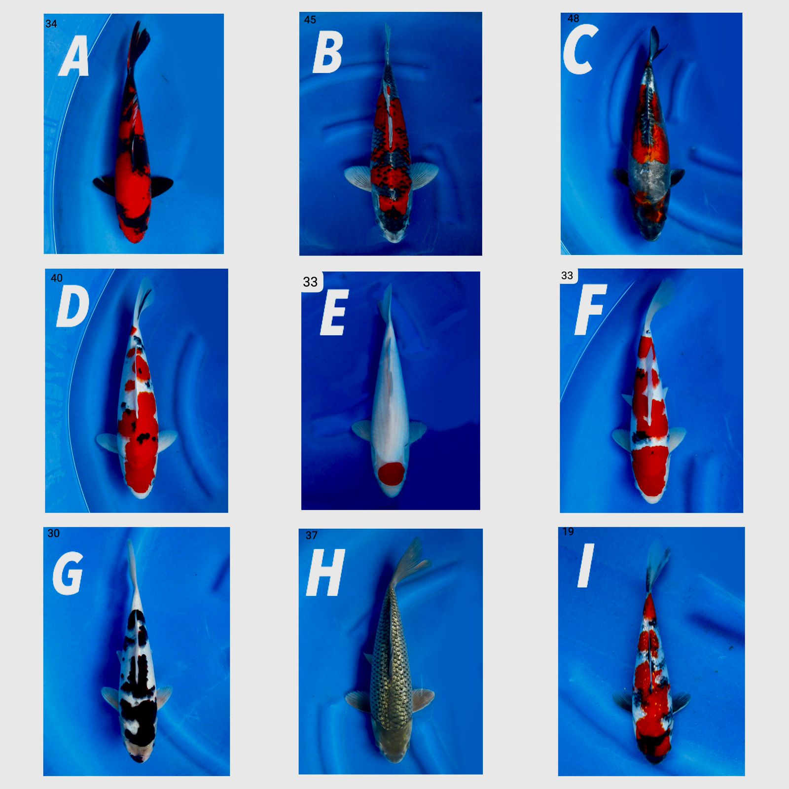 Lelang Koi Online, Jual Beli Ikan Koi, Pasar Koi Terbaik, Agen Lelang Koi, Penawaran Koi Berkualitas, Harga Jual Koi, Lelang Ikan Koi Import, Beli Koi Online, Jual Koi Murah, Koi Showroom, Penjual Koi Terpercaya, Lelang Koi Jakarta, Jual Koi Lokal, Koi Kualitas Unggul, Harga Terbaik Koi, Jual Koi Indukan, Lelang Ikan Hias Koi, Pasar Koi Indonesia, Beli Koi Berkualitas Tinggi, Koi Farm Terbesar, Jual Beli Koi Impor, Lelang Ikan Koi Kualitas Premium, Daftar Harga Koi Terbaru, Pusat Jual Beli Koi, Info Lelang Koi Hari Ini.