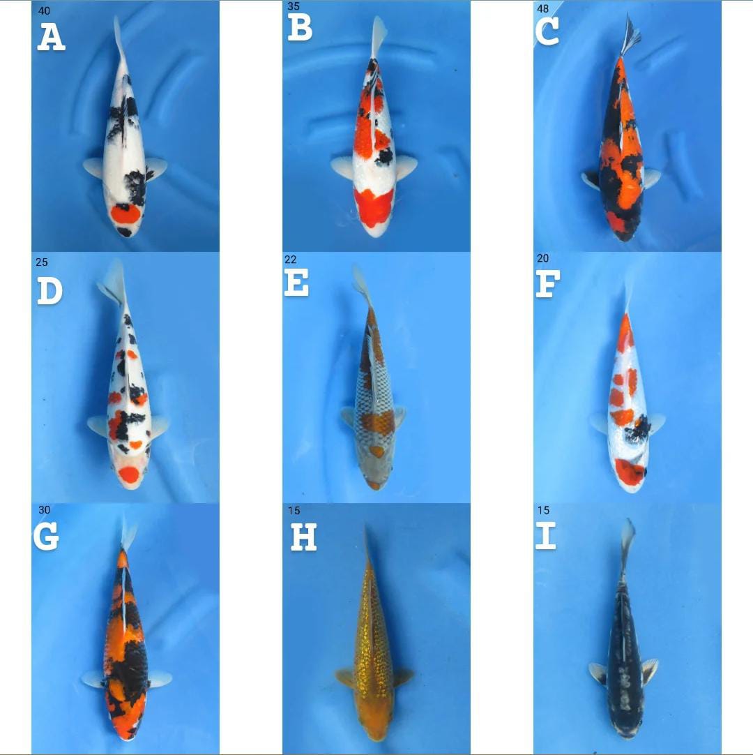 Lelang Koi Online, Jual Beli Ikan Koi, Pasar Koi Terbaik, Agen Lelang Koi, Penawaran Koi Berkualitas, Harga Jual Koi, Lelang Ikan Koi Import, Beli Koi Online, Jual Koi Murah, Koi Showroom, Penjual Koi Terpercaya, Lelang Koi Jakarta, Jual Koi Lokal, Koi Kualitas Unggul, Harga Terbaik Koi, Jual Koi Indukan, Lelang Ikan Hias Koi, Pasar Koi Indonesia, Beli Koi Berkualitas Tinggi, Koi Farm Terbesar, Jual Beli Koi Impor, Lelang Ikan Koi Kualitas Premium, Daftar Harga Koi Terbaru, Pusat Jual Beli Koi, Info Lelang Koi Hari Ini.