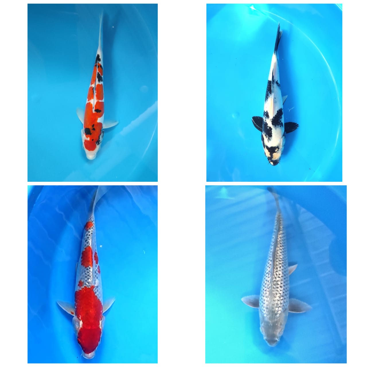 Lelang Koi Online, Jual Beli Ikan Koi, Pasar Koi Terbaik, Agen Lelang Koi, Penawaran Koi Berkualitas, Harga Jual Koi, Lelang Ikan Koi Import, Beli Koi Online, Jual Koi Murah, Koi Showroom, Penjual Koi Terpercaya, Lelang Koi Jakarta, Jual Koi Lokal, Koi Kualitas Unggul, Harga Terbaik Koi, Jual Koi Indukan, Lelang Ikan Hias Koi, Pasar Koi Indonesia, Beli Koi Berkualitas Tinggi, Koi Farm Terbesar, Jual Beli Koi Impor, Lelang Ikan Koi Kualitas Premium, Daftar Harga Koi Terbaru, Pusat Jual Beli Koi, Info Lelang Koi Hari Ini.