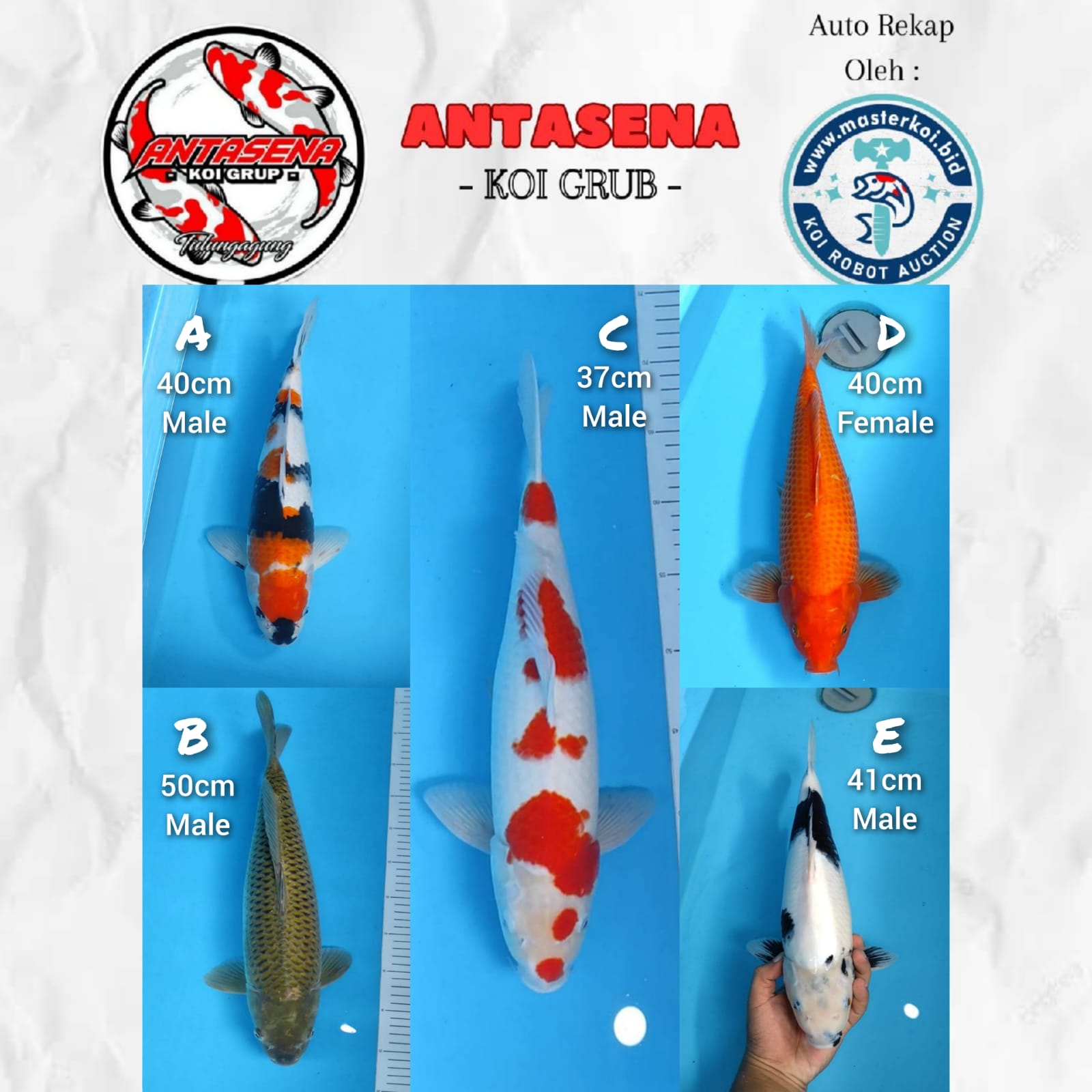 Lelang Koi Online, Jual Beli Ikan Koi, Pasar Koi Terbaik, Agen Lelang Koi, Penawaran Koi Berkualitas, Harga Jual Koi, Lelang Ikan Koi Import, Beli Koi Online, Jual Koi Murah, Koi Showroom, Penjual Koi Terpercaya, Lelang Koi Jakarta, Jual Koi Lokal, Koi Kualitas Unggul, Harga Terbaik Koi, Jual Koi Indukan, Lelang Ikan Hias Koi, Pasar Koi Indonesia, Beli Koi Berkualitas Tinggi, Koi Farm Terbesar, Jual Beli Koi Impor, Lelang Ikan Koi Kualitas Premium, Daftar Harga Koi Terbaru, Pusat Jual Beli Koi, Info Lelang Koi Hari Ini.