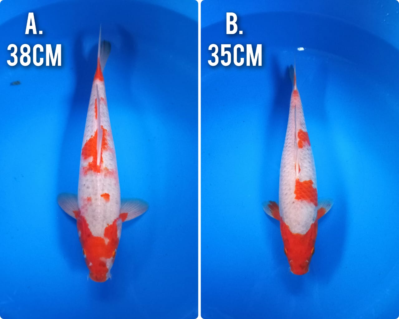 Lelang Koi Online, Jual Beli Ikan Koi, Pasar Koi Terbaik, Agen Lelang Koi, Penawaran Koi Berkualitas, Harga Jual Koi, Lelang Ikan Koi Import, Beli Koi Online, Jual Koi Murah, Koi Showroom, Penjual Koi Terpercaya, Lelang Koi Jakarta, Jual Koi Lokal, Koi Kualitas Unggul, Harga Terbaik Koi, Jual Koi Indukan, Lelang Ikan Hias Koi, Pasar Koi Indonesia, Beli Koi Berkualitas Tinggi, Koi Farm Terbesar, Jual Beli Koi Impor, Lelang Ikan Koi Kualitas Premium, Daftar Harga Koi Terbaru, Pusat Jual Beli Koi, Info Lelang Koi Hari Ini.