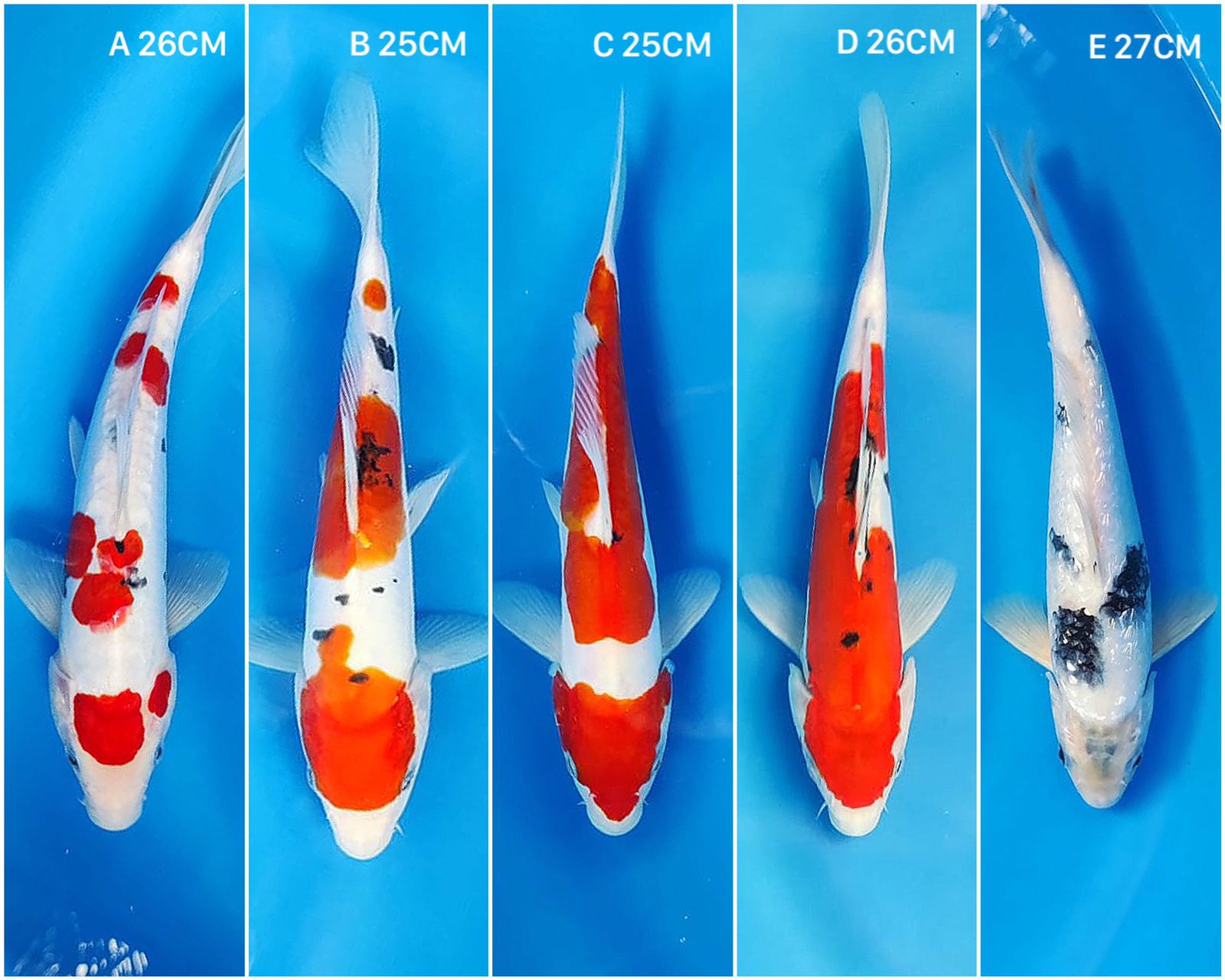 Lelang Koi Online, Jual Beli Ikan Koi, Pasar Koi Terbaik, Agen Lelang Koi, Penawaran Koi Berkualitas, Harga Jual Koi, Lelang Ikan Koi Import, Beli Koi Online, Jual Koi Murah, Koi Showroom, Penjual Koi Terpercaya, Lelang Koi Jakarta, Jual Koi Lokal, Koi Kualitas Unggul, Harga Terbaik Koi, Jual Koi Indukan, Lelang Ikan Hias Koi, Pasar Koi Indonesia, Beli Koi Berkualitas Tinggi, Koi Farm Terbesar, Jual Beli Koi Impor, Lelang Ikan Koi Kualitas Premium, Daftar Harga Koi Terbaru, Pusat Jual Beli Koi, Info Lelang Koi Hari Ini.