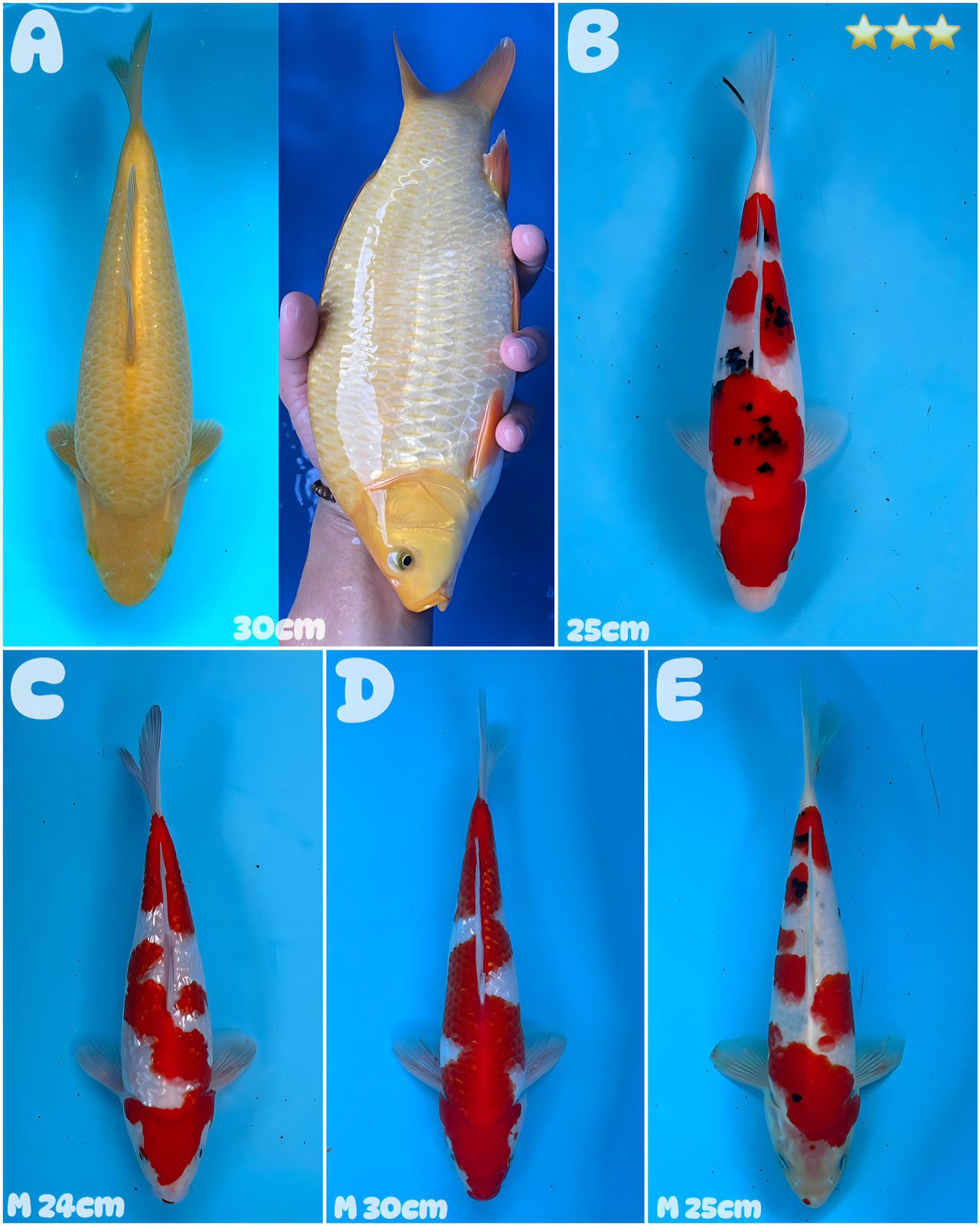 Lelang Koi Online, Jual Beli Ikan Koi, Pasar Koi Terbaik, Agen Lelang Koi, Penawaran Koi Berkualitas, Harga Jual Koi, Lelang Ikan Koi Import, Beli Koi Online, Jual Koi Murah, Koi Showroom, Penjual Koi Terpercaya, Lelang Koi Jakarta, Jual Koi Lokal, Koi Kualitas Unggul, Harga Terbaik Koi, Jual Koi Indukan, Lelang Ikan Hias Koi, Pasar Koi Indonesia, Beli Koi Berkualitas Tinggi, Koi Farm Terbesar, Jual Beli Koi Impor, Lelang Ikan Koi Kualitas Premium, Daftar Harga Koi Terbaru, Pusat Jual Beli Koi, Info Lelang Koi Hari Ini.