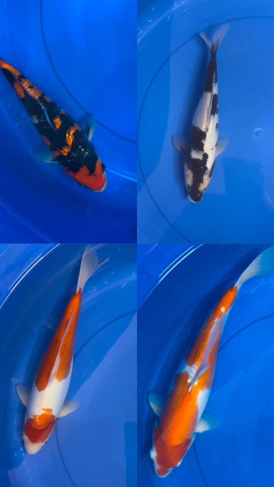 Lelang Koi Online, Jual Beli Ikan Koi, Pasar Koi Terbaik, Agen Lelang Koi, Penawaran Koi Berkualitas, Harga Jual Koi, Lelang Ikan Koi Import, Beli Koi Online, Jual Koi Murah, Koi Showroom, Penjual Koi Terpercaya, Lelang Koi Jakarta, Jual Koi Lokal, Koi Kualitas Unggul, Harga Terbaik Koi, Jual Koi Indukan, Lelang Ikan Hias Koi, Pasar Koi Indonesia, Beli Koi Berkualitas Tinggi, Koi Farm Terbesar, Jual Beli Koi Impor, Lelang Ikan Koi Kualitas Premium, Daftar Harga Koi Terbaru, Pusat Jual Beli Koi, Info Lelang Koi Hari Ini.