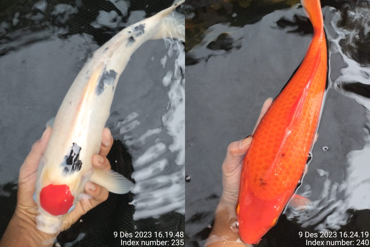 Lelang Koi Online, Jual Beli Ikan Koi, Pasar Koi Terbaik, Agen Lelang Koi, Penawaran Koi Berkualitas, Harga Jual Koi, Lelang Ikan Koi Import, Beli Koi Online, Jual Koi Murah, Koi Showroom, Penjual Koi Terpercaya, Lelang Koi Jakarta, Jual Koi Lokal, Koi Kualitas Unggul, Harga Terbaik Koi, Jual Koi Indukan, Lelang Ikan Hias Koi, Pasar Koi Indonesia, Beli Koi Berkualitas Tinggi, Koi Farm Terbesar, Jual Beli Koi Impor, Lelang Ikan Koi Kualitas Premium, Daftar Harga Koi Terbaru, Pusat Jual Beli Koi, Info Lelang Koi Hari Ini.