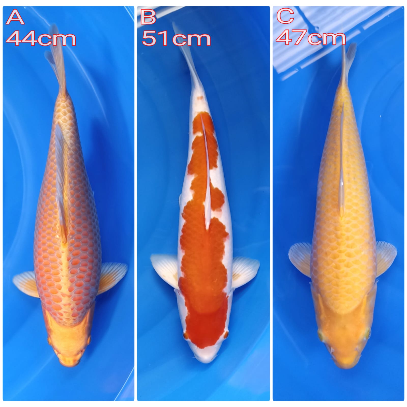 Lelang Koi Online, Jual Beli Ikan Koi, Pasar Koi Terbaik, Agen Lelang Koi, Penawaran Koi Berkualitas, Harga Jual Koi, Lelang Ikan Koi Import, Beli Koi Online, Jual Koi Murah, Koi Showroom, Penjual Koi Terpercaya, Lelang Koi Jakarta, Jual Koi Lokal, Koi Kualitas Unggul, Harga Terbaik Koi, Jual Koi Indukan, Lelang Ikan Hias Koi, Pasar Koi Indonesia, Beli Koi Berkualitas Tinggi, Koi Farm Terbesar, Jual Beli Koi Impor, Lelang Ikan Koi Kualitas Premium, Daftar Harga Koi Terbaru, Pusat Jual Beli Koi, Info Lelang Koi Hari Ini.
