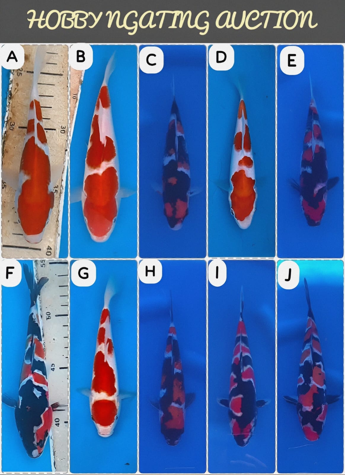 Lelang Koi Online, Jual Beli Ikan Koi, Pasar Koi Terbaik, Agen Lelang Koi, Penawaran Koi Berkualitas, Harga Jual Koi, Lelang Ikan Koi Import, Beli Koi Online, Jual Koi Murah, Koi Showroom, Penjual Koi Terpercaya, Lelang Koi Jakarta, Jual Koi Lokal, Koi Kualitas Unggul, Harga Terbaik Koi, Jual Koi Indukan, Lelang Ikan Hias Koi, Pasar Koi Indonesia, Beli Koi Berkualitas Tinggi, Koi Farm Terbesar, Jual Beli Koi Impor, Lelang Ikan Koi Kualitas Premium, Daftar Harga Koi Terbaru, Pusat Jual Beli Koi, Info Lelang Koi Hari Ini.