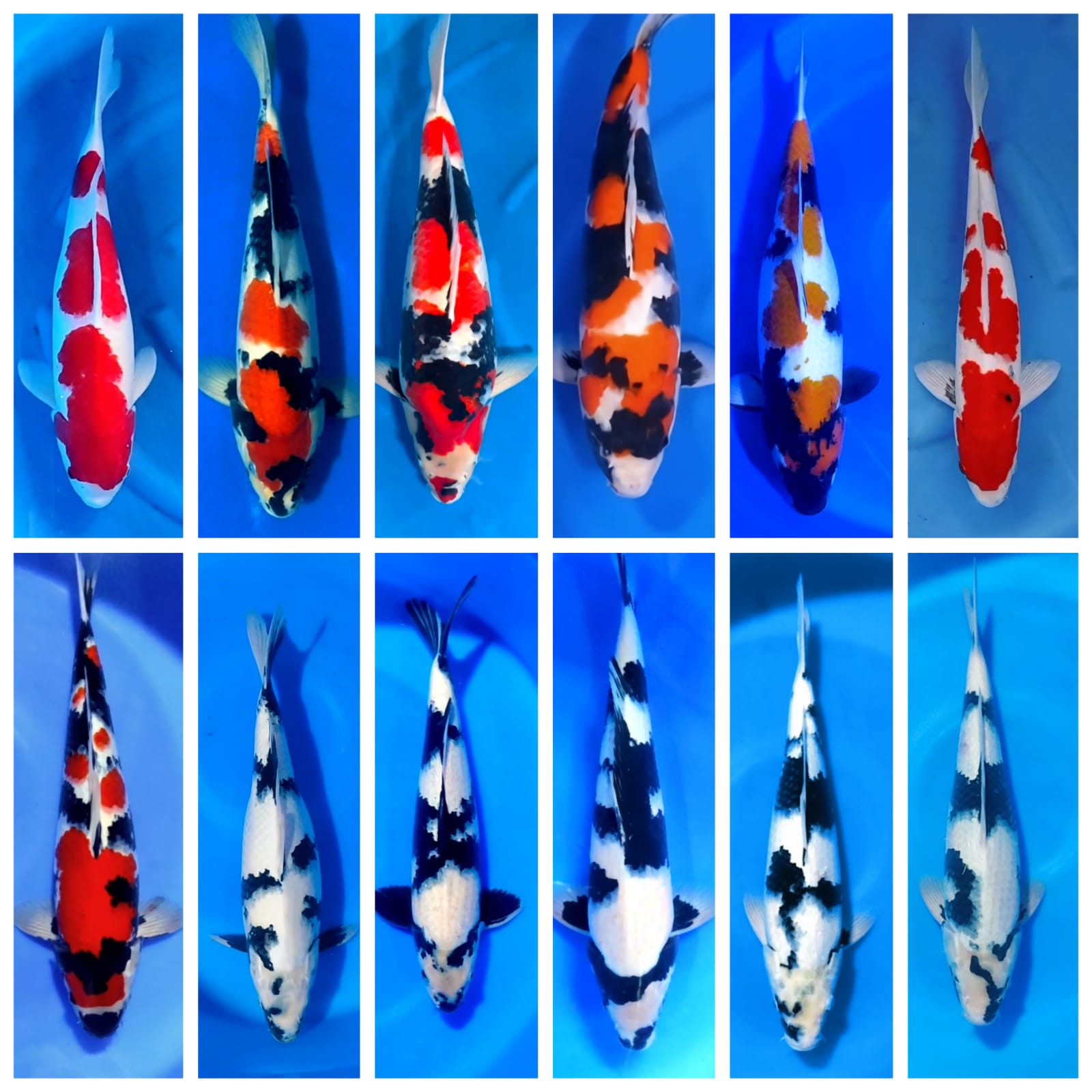 Lelang Koi Online, Jual Beli Ikan Koi, Pasar Koi Terbaik, Agen Lelang Koi, Penawaran Koi Berkualitas, Harga Jual Koi, Lelang Ikan Koi Import, Beli Koi Online, Jual Koi Murah, Koi Showroom, Penjual Koi Terpercaya, Lelang Koi Jakarta, Jual Koi Lokal, Koi Kualitas Unggul, Harga Terbaik Koi, Jual Koi Indukan, Lelang Ikan Hias Koi, Pasar Koi Indonesia, Beli Koi Berkualitas Tinggi, Koi Farm Terbesar, Jual Beli Koi Impor, Lelang Ikan Koi Kualitas Premium, Daftar Harga Koi Terbaru, Pusat Jual Beli Koi, Info Lelang Koi Hari Ini.