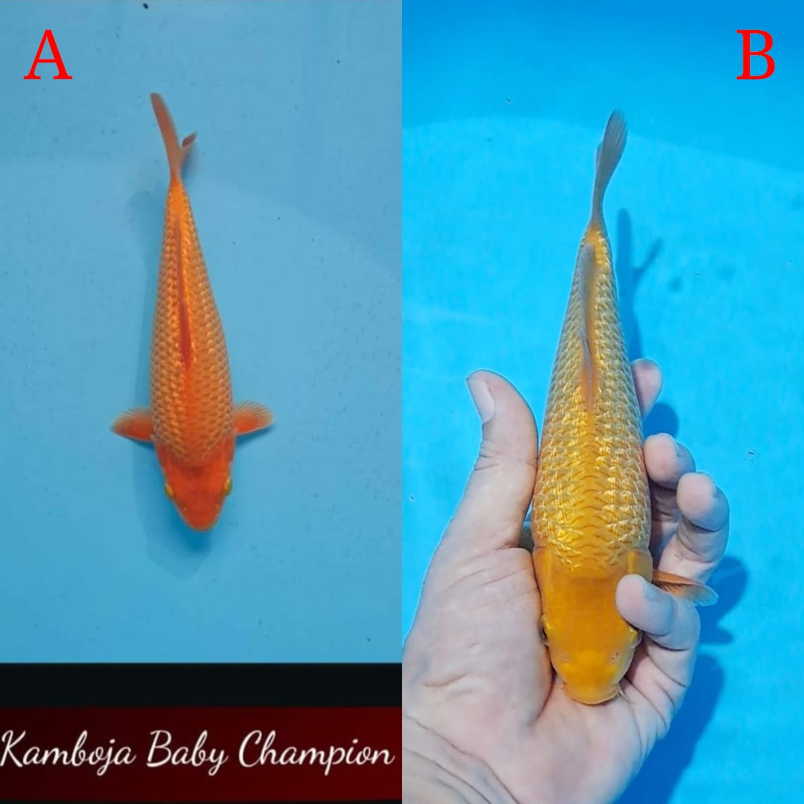 Lelang Koi Online, Jual Beli Ikan Koi, Pasar Koi Terbaik, Agen Lelang Koi, Penawaran Koi Berkualitas, Harga Jual Koi, Lelang Ikan Koi Import, Beli Koi Online, Jual Koi Murah, Koi Showroom, Penjual Koi Terpercaya, Lelang Koi Jakarta, Jual Koi Lokal, Koi Kualitas Unggul, Harga Terbaik Koi, Jual Koi Indukan, Lelang Ikan Hias Koi, Pasar Koi Indonesia, Beli Koi Berkualitas Tinggi, Koi Farm Terbesar, Jual Beli Koi Impor, Lelang Ikan Koi Kualitas Premium, Daftar Harga Koi Terbaru, Pusat Jual Beli Koi, Info Lelang Koi Hari Ini.