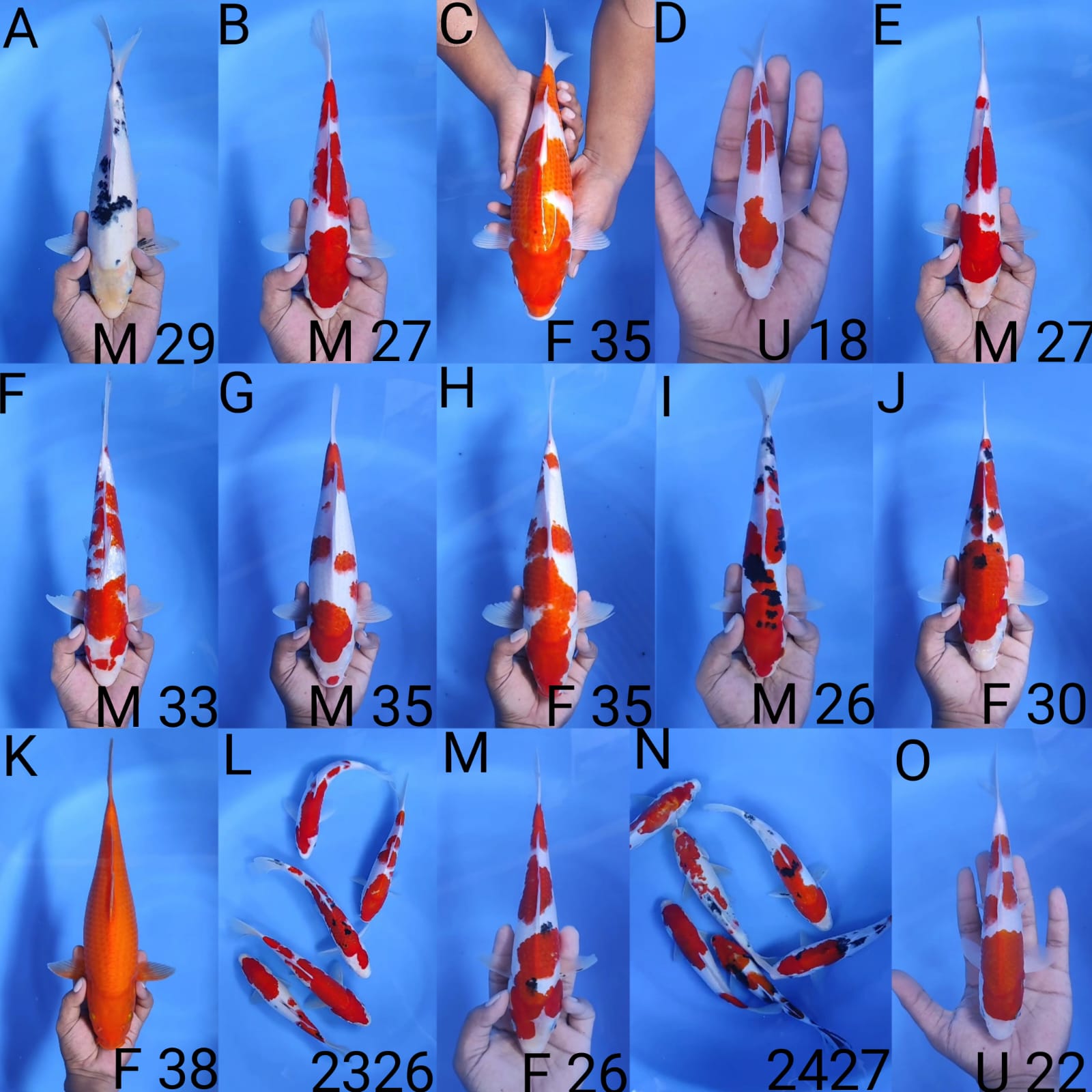 Lelang Koi Online, Jual Beli Ikan Koi, Pasar Koi Terbaik, Agen Lelang Koi, Penawaran Koi Berkualitas, Harga Jual Koi, Lelang Ikan Koi Import, Beli Koi Online, Jual Koi Murah, Koi Showroom, Penjual Koi Terpercaya, Lelang Koi Jakarta, Jual Koi Lokal, Koi Kualitas Unggul, Harga Terbaik Koi, Jual Koi Indukan, Lelang Ikan Hias Koi, Pasar Koi Indonesia, Beli Koi Berkualitas Tinggi, Koi Farm Terbesar, Jual Beli Koi Impor, Lelang Ikan Koi Kualitas Premium, Daftar Harga Koi Terbaru, Pusat Jual Beli Koi, Info Lelang Koi Hari Ini.