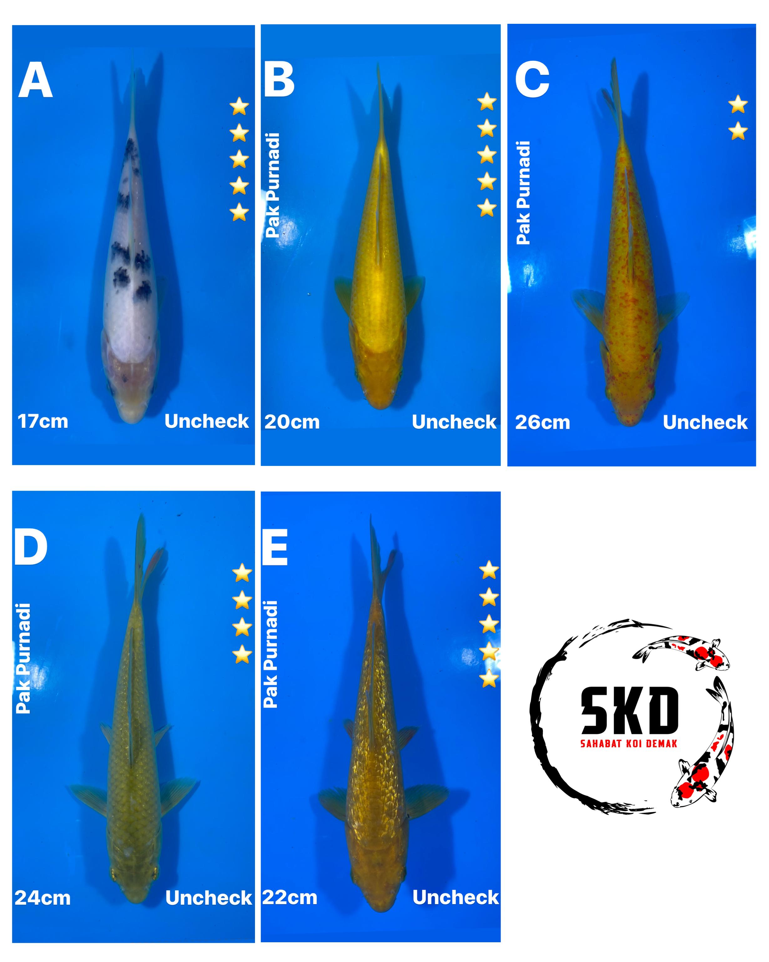 Lelang Koi Online, Jual Beli Ikan Koi, Pasar Koi Terbaik, Agen Lelang Koi, Penawaran Koi Berkualitas, Harga Jual Koi, Lelang Ikan Koi Import, Beli Koi Online, Jual Koi Murah, Koi Showroom, Penjual Koi Terpercaya, Lelang Koi Jakarta, Jual Koi Lokal, Koi Kualitas Unggul, Harga Terbaik Koi, Jual Koi Indukan, Lelang Ikan Hias Koi, Pasar Koi Indonesia, Beli Koi Berkualitas Tinggi, Koi Farm Terbesar, Jual Beli Koi Impor, Lelang Ikan Koi Kualitas Premium, Daftar Harga Koi Terbaru, Pusat Jual Beli Koi, Info Lelang Koi Hari Ini.