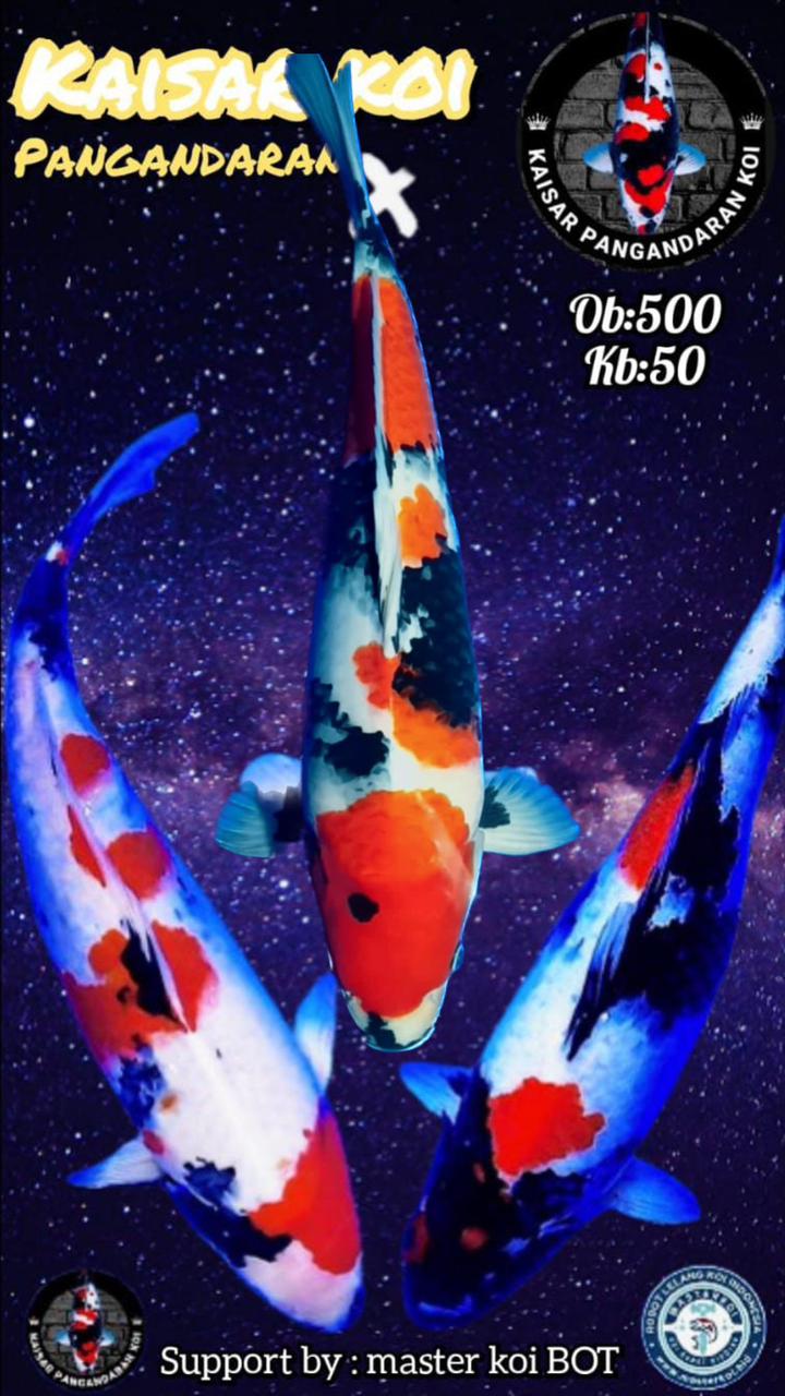 Lelang Koi Online, Jual Beli Ikan Koi, Pasar Koi Terbaik, Agen Lelang Koi, Penawaran Koi Berkualitas, Harga Jual Koi, Lelang Ikan Koi Import, Beli Koi Online, Jual Koi Murah, Koi Showroom, Penjual Koi Terpercaya, Lelang Koi Jakarta, Jual Koi Lokal, Koi Kualitas Unggul, Harga Terbaik Koi, Jual Koi Indukan, Lelang Ikan Hias Koi, Pasar Koi Indonesia, Beli Koi Berkualitas Tinggi, Koi Farm Terbesar, Jual Beli Koi Impor, Lelang Ikan Koi Kualitas Premium, Daftar Harga Koi Terbaru, Pusat Jual Beli Koi, Info Lelang Koi Hari Ini.