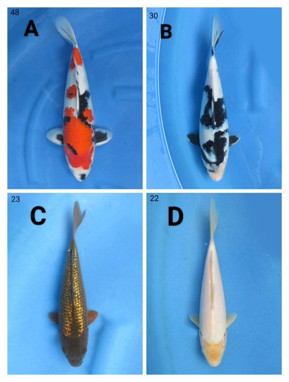 Lelang Koi Online, Jual Beli Ikan Koi, Pasar Koi Terbaik, Agen Lelang Koi, Penawaran Koi Berkualitas, Harga Jual Koi, Lelang Ikan Koi Import, Beli Koi Online, Jual Koi Murah, Koi Showroom, Penjual Koi Terpercaya, Lelang Koi Jakarta, Jual Koi Lokal, Koi Kualitas Unggul, Harga Terbaik Koi, Jual Koi Indukan, Lelang Ikan Hias Koi, Pasar Koi Indonesia, Beli Koi Berkualitas Tinggi, Koi Farm Terbesar, Jual Beli Koi Impor, Lelang Ikan Koi Kualitas Premium, Daftar Harga Koi Terbaru, Pusat Jual Beli Koi, Info Lelang Koi Hari Ini.
