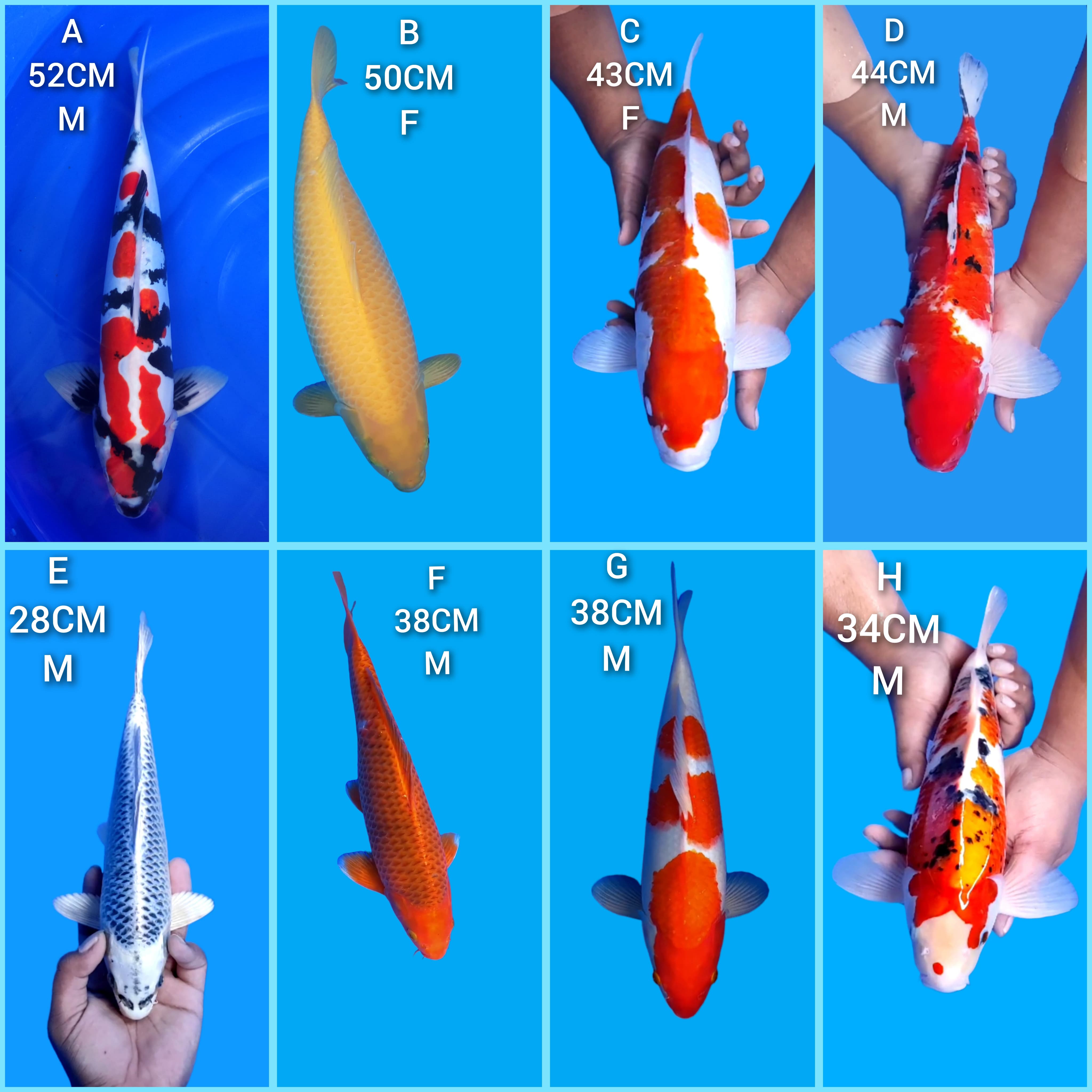 Lelang Koi Online, Jual Beli Ikan Koi, Pasar Koi Terbaik, Agen Lelang Koi, Penawaran Koi Berkualitas, Harga Jual Koi, Lelang Ikan Koi Import, Beli Koi Online, Jual Koi Murah, Koi Showroom, Penjual Koi Terpercaya, Lelang Koi Jakarta, Jual Koi Lokal, Koi Kualitas Unggul, Harga Terbaik Koi, Jual Koi Indukan, Lelang Ikan Hias Koi, Pasar Koi Indonesia, Beli Koi Berkualitas Tinggi, Koi Farm Terbesar, Jual Beli Koi Impor, Lelang Ikan Koi Kualitas Premium, Daftar Harga Koi Terbaru, Pusat Jual Beli Koi, Info Lelang Koi Hari Ini.
