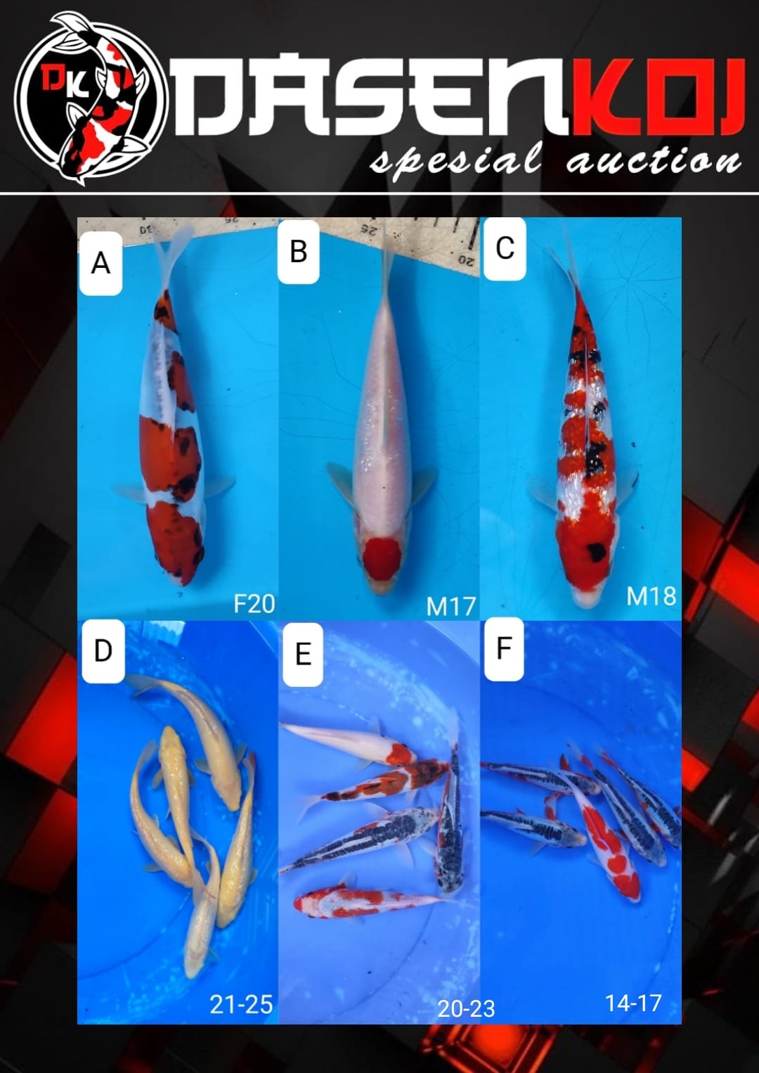 Lelang Koi Online, Jual Beli Ikan Koi, Pasar Koi Terbaik, Agen Lelang Koi, Penawaran Koi Berkualitas, Harga Jual Koi, Lelang Ikan Koi Import, Beli Koi Online, Jual Koi Murah, Koi Showroom, Penjual Koi Terpercaya, Lelang Koi Jakarta, Jual Koi Lokal, Koi Kualitas Unggul, Harga Terbaik Koi, Jual Koi Indukan, Lelang Ikan Hias Koi, Pasar Koi Indonesia, Beli Koi Berkualitas Tinggi, Koi Farm Terbesar, Jual Beli Koi Impor, Lelang Ikan Koi Kualitas Premium, Daftar Harga Koi Terbaru, Pusat Jual Beli Koi, Info Lelang Koi Hari Ini.