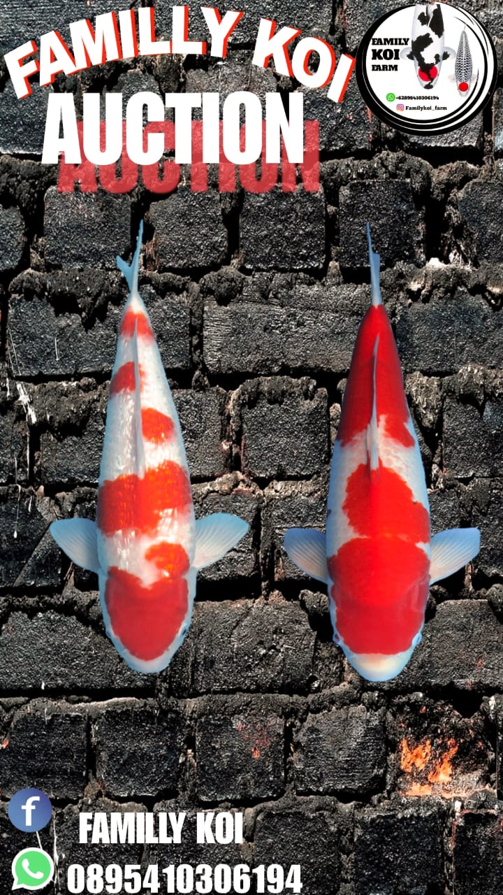 Lelang Koi Online, Jual Beli Ikan Koi, Pasar Koi Terbaik, Agen Lelang Koi, Penawaran Koi Berkualitas, Harga Jual Koi, Lelang Ikan Koi Import, Beli Koi Online, Jual Koi Murah, Koi Showroom, Penjual Koi Terpercaya, Lelang Koi Jakarta, Jual Koi Lokal, Koi Kualitas Unggul, Harga Terbaik Koi, Jual Koi Indukan, Lelang Ikan Hias Koi, Pasar Koi Indonesia, Beli Koi Berkualitas Tinggi, Koi Farm Terbesar, Jual Beli Koi Impor, Lelang Ikan Koi Kualitas Premium, Daftar Harga Koi Terbaru, Pusat Jual Beli Koi, Info Lelang Koi Hari Ini.