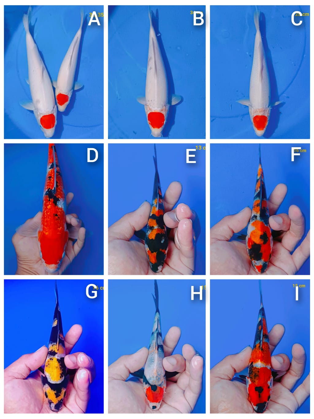 Lelang Koi Online, Jual Beli Ikan Koi, Pasar Koi Terbaik, Agen Lelang Koi, Penawaran Koi Berkualitas, Harga Jual Koi, Lelang Ikan Koi Import, Beli Koi Online, Jual Koi Murah, Koi Showroom, Penjual Koi Terpercaya, Lelang Koi Jakarta, Jual Koi Lokal, Koi Kualitas Unggul, Harga Terbaik Koi, Jual Koi Indukan, Lelang Ikan Hias Koi, Pasar Koi Indonesia, Beli Koi Berkualitas Tinggi, Koi Farm Terbesar, Jual Beli Koi Impor, Lelang Ikan Koi Kualitas Premium, Daftar Harga Koi Terbaru, Pusat Jual Beli Koi, Info Lelang Koi Hari Ini.