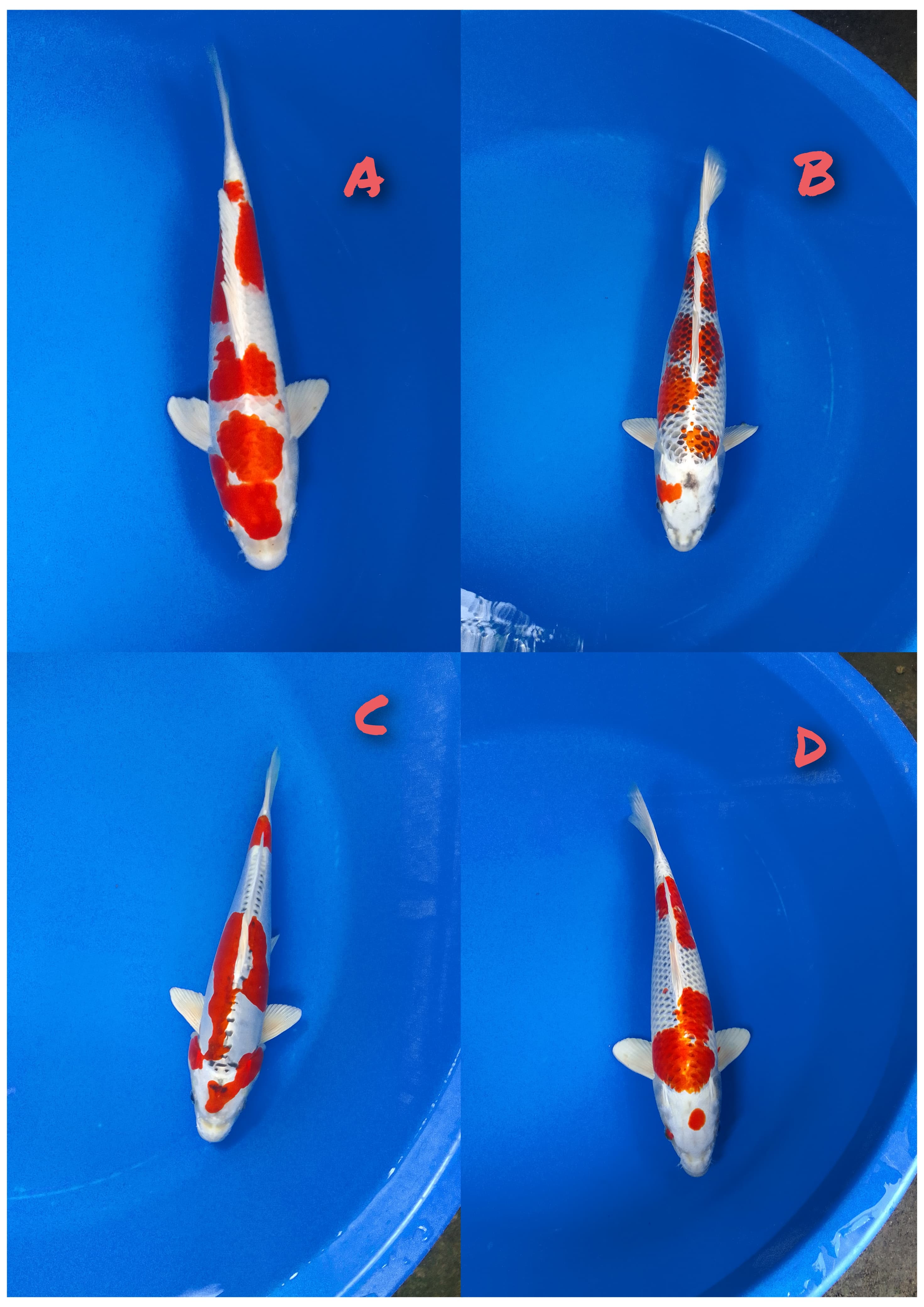 Lelang Koi Online, Jual Beli Ikan Koi, Pasar Koi Terbaik, Agen Lelang Koi, Penawaran Koi Berkualitas, Harga Jual Koi, Lelang Ikan Koi Import, Beli Koi Online, Jual Koi Murah, Koi Showroom, Penjual Koi Terpercaya, Lelang Koi Jakarta, Jual Koi Lokal, Koi Kualitas Unggul, Harga Terbaik Koi, Jual Koi Indukan, Lelang Ikan Hias Koi, Pasar Koi Indonesia, Beli Koi Berkualitas Tinggi, Koi Farm Terbesar, Jual Beli Koi Impor, Lelang Ikan Koi Kualitas Premium, Daftar Harga Koi Terbaru, Pusat Jual Beli Koi, Info Lelang Koi Hari Ini.