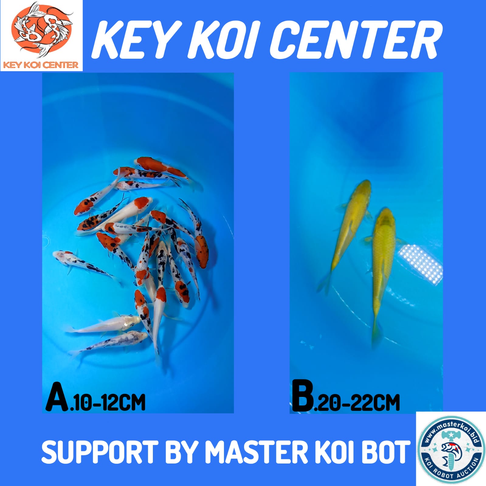 Lelang Koi Online, Jual Beli Ikan Koi, Pasar Koi Terbaik, Agen Lelang Koi, Penawaran Koi Berkualitas, Harga Jual Koi, Lelang Ikan Koi Import, Beli Koi Online, Jual Koi Murah, Koi Showroom, Penjual Koi Terpercaya, Lelang Koi Jakarta, Jual Koi Lokal, Koi Kualitas Unggul, Harga Terbaik Koi, Jual Koi Indukan, Lelang Ikan Hias Koi, Pasar Koi Indonesia, Beli Koi Berkualitas Tinggi, Koi Farm Terbesar, Jual Beli Koi Impor, Lelang Ikan Koi Kualitas Premium, Daftar Harga Koi Terbaru, Pusat Jual Beli Koi, Info Lelang Koi Hari Ini.