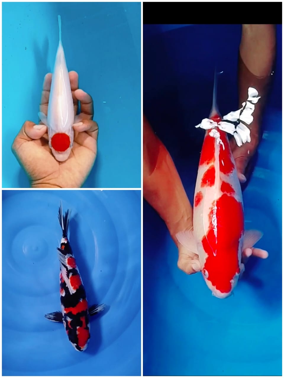 Lelang Koi Online, Jual Beli Ikan Koi, Pasar Koi Terbaik, Agen Lelang Koi, Penawaran Koi Berkualitas, Harga Jual Koi, Lelang Ikan Koi Import, Beli Koi Online, Jual Koi Murah, Koi Showroom, Penjual Koi Terpercaya, Lelang Koi Jakarta, Jual Koi Lokal, Koi Kualitas Unggul, Harga Terbaik Koi, Jual Koi Indukan, Lelang Ikan Hias Koi, Pasar Koi Indonesia, Beli Koi Berkualitas Tinggi, Koi Farm Terbesar, Jual Beli Koi Impor, Lelang Ikan Koi Kualitas Premium, Daftar Harga Koi Terbaru, Pusat Jual Beli Koi, Info Lelang Koi Hari Ini.