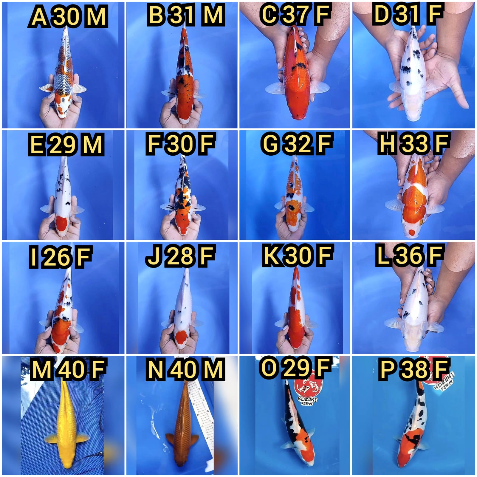 Lelang Koi Online, Jual Beli Ikan Koi, Pasar Koi Terbaik, Agen Lelang Koi, Penawaran Koi Berkualitas, Harga Jual Koi, Lelang Ikan Koi Import, Beli Koi Online, Jual Koi Murah, Koi Showroom, Penjual Koi Terpercaya, Lelang Koi Jakarta, Jual Koi Lokal, Koi Kualitas Unggul, Harga Terbaik Koi, Jual Koi Indukan, Lelang Ikan Hias Koi, Pasar Koi Indonesia, Beli Koi Berkualitas Tinggi, Koi Farm Terbesar, Jual Beli Koi Impor, Lelang Ikan Koi Kualitas Premium, Daftar Harga Koi Terbaru, Pusat Jual Beli Koi, Info Lelang Koi Hari Ini.