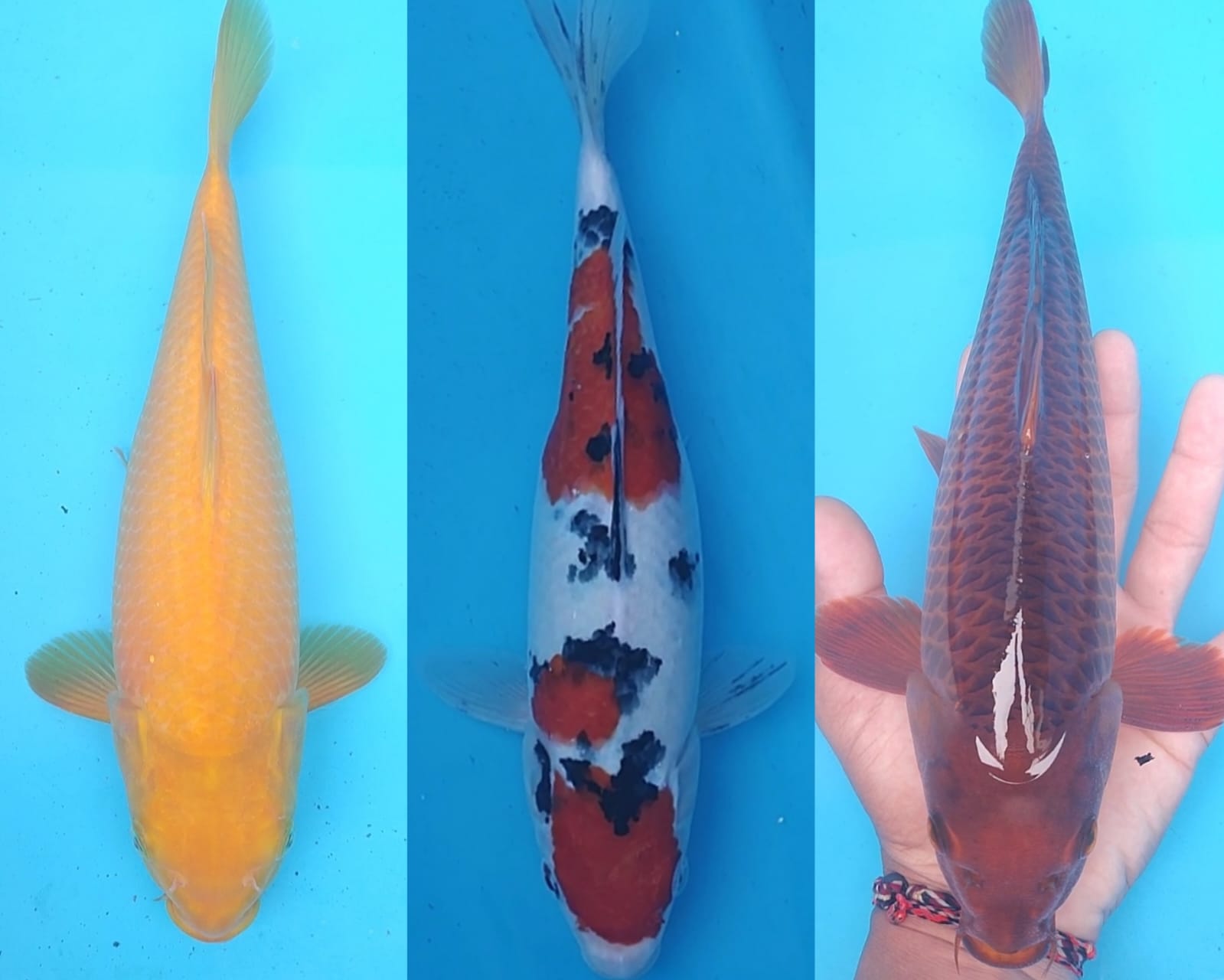 Lelang Koi Online, Jual Beli Ikan Koi, Pasar Koi Terbaik, Agen Lelang Koi, Penawaran Koi Berkualitas, Harga Jual Koi, Lelang Ikan Koi Import, Beli Koi Online, Jual Koi Murah, Koi Showroom, Penjual Koi Terpercaya, Lelang Koi Jakarta, Jual Koi Lokal, Koi Kualitas Unggul, Harga Terbaik Koi, Jual Koi Indukan, Lelang Ikan Hias Koi, Pasar Koi Indonesia, Beli Koi Berkualitas Tinggi, Koi Farm Terbesar, Jual Beli Koi Impor, Lelang Ikan Koi Kualitas Premium, Daftar Harga Koi Terbaru, Pusat Jual Beli Koi, Info Lelang Koi Hari Ini.
