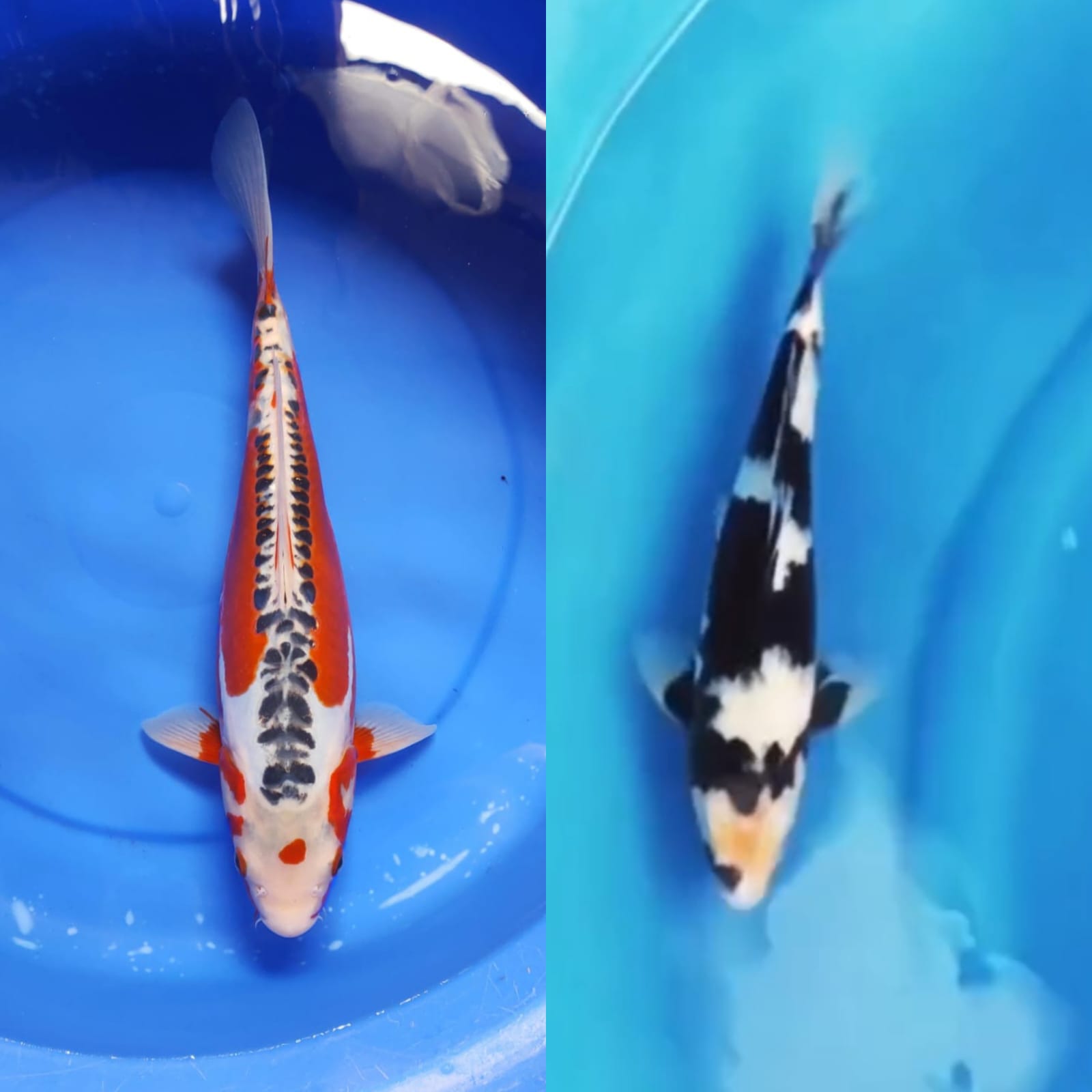 Lelang Koi Online, Jual Beli Ikan Koi, Pasar Koi Terbaik, Agen Lelang Koi, Penawaran Koi Berkualitas, Harga Jual Koi, Lelang Ikan Koi Import, Beli Koi Online, Jual Koi Murah, Koi Showroom, Penjual Koi Terpercaya, Lelang Koi Jakarta, Jual Koi Lokal, Koi Kualitas Unggul, Harga Terbaik Koi, Jual Koi Indukan, Lelang Ikan Hias Koi, Pasar Koi Indonesia, Beli Koi Berkualitas Tinggi, Koi Farm Terbesar, Jual Beli Koi Impor, Lelang Ikan Koi Kualitas Premium, Daftar Harga Koi Terbaru, Pusat Jual Beli Koi, Info Lelang Koi Hari Ini.