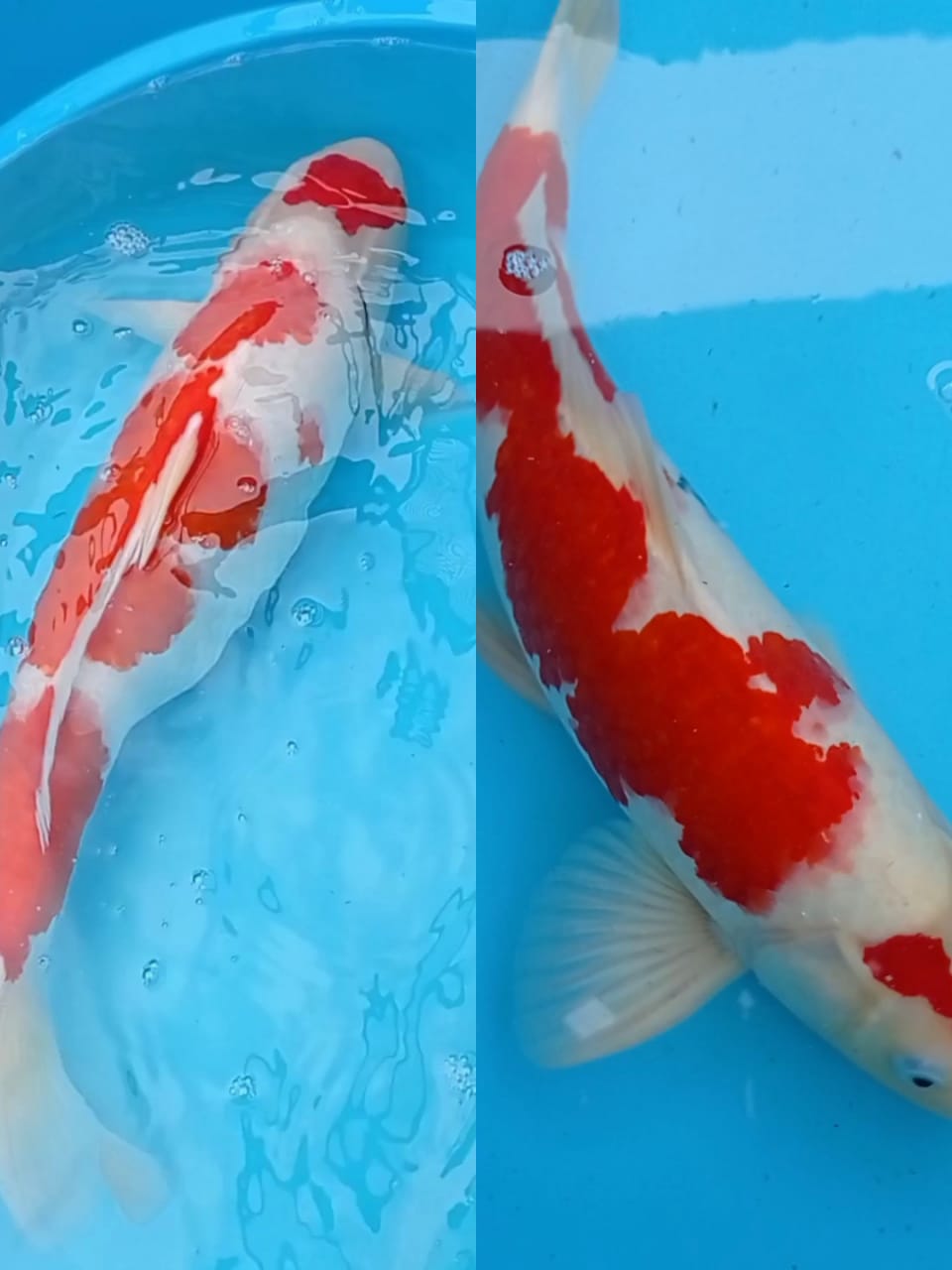 Lelang Koi Online, Jual Beli Ikan Koi, Pasar Koi Terbaik, Agen Lelang Koi, Penawaran Koi Berkualitas, Harga Jual Koi, Lelang Ikan Koi Import, Beli Koi Online, Jual Koi Murah, Koi Showroom, Penjual Koi Terpercaya, Lelang Koi Jakarta, Jual Koi Lokal, Koi Kualitas Unggul, Harga Terbaik Koi, Jual Koi Indukan, Lelang Ikan Hias Koi, Pasar Koi Indonesia, Beli Koi Berkualitas Tinggi, Koi Farm Terbesar, Jual Beli Koi Impor, Lelang Ikan Koi Kualitas Premium, Daftar Harga Koi Terbaru, Pusat Jual Beli Koi, Info Lelang Koi Hari Ini.
