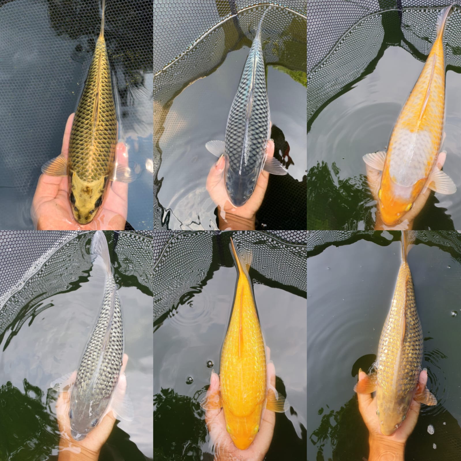 Lelang Koi Online, Jual Beli Ikan Koi, Pasar Koi Terbaik, Agen Lelang Koi, Penawaran Koi Berkualitas, Harga Jual Koi, Lelang Ikan Koi Import, Beli Koi Online, Jual Koi Murah, Koi Showroom, Penjual Koi Terpercaya, Lelang Koi Jakarta, Jual Koi Lokal, Koi Kualitas Unggul, Harga Terbaik Koi, Jual Koi Indukan, Lelang Ikan Hias Koi, Pasar Koi Indonesia, Beli Koi Berkualitas Tinggi, Koi Farm Terbesar, Jual Beli Koi Impor, Lelang Ikan Koi Kualitas Premium, Daftar Harga Koi Terbaru, Pusat Jual Beli Koi, Info Lelang Koi Hari Ini.